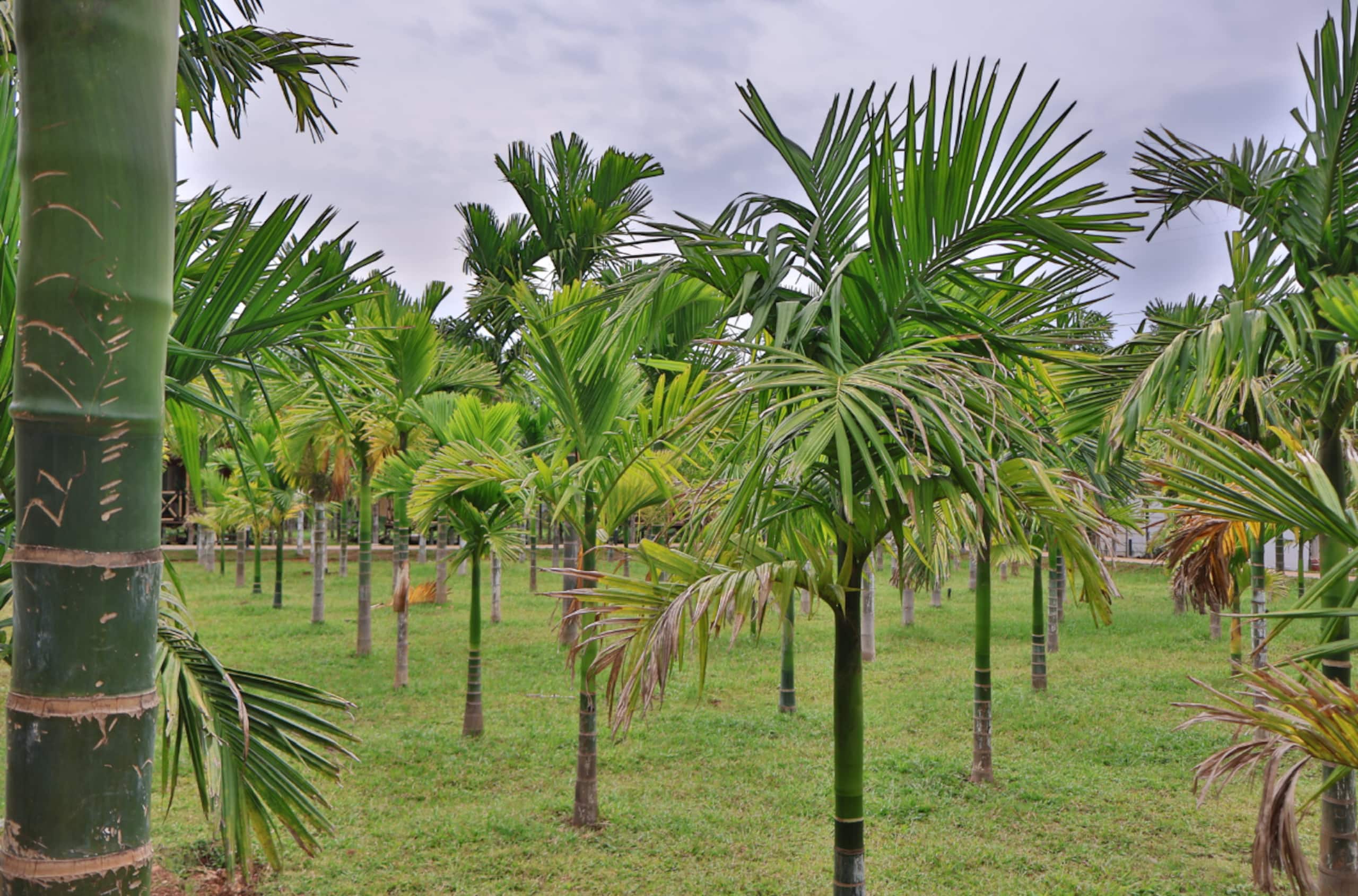 Bamboo Arcadia- Beautiful Pvt farm cottages w pool 18