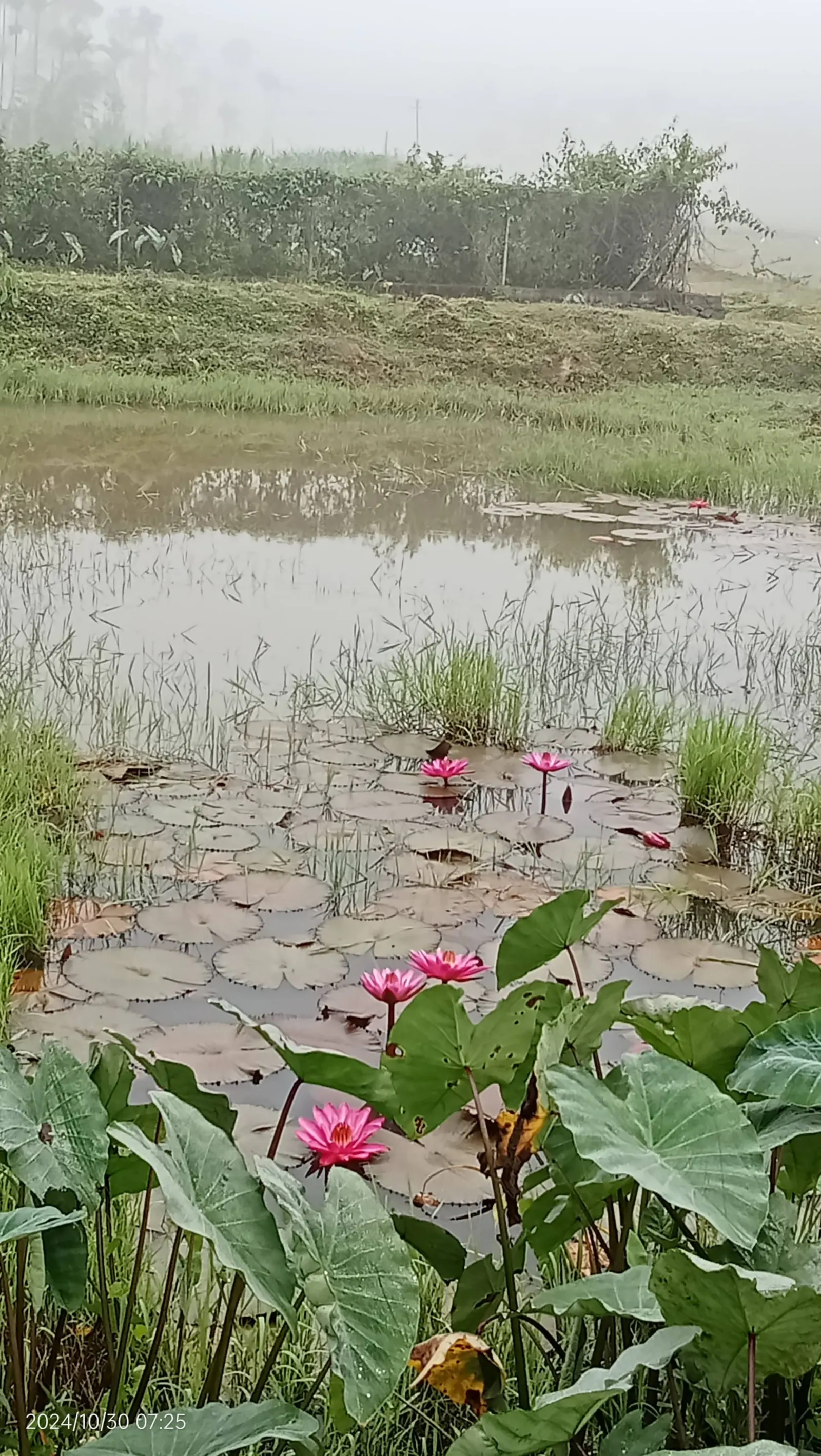 Diamond Villas Wayanad (Entire Villa) 19