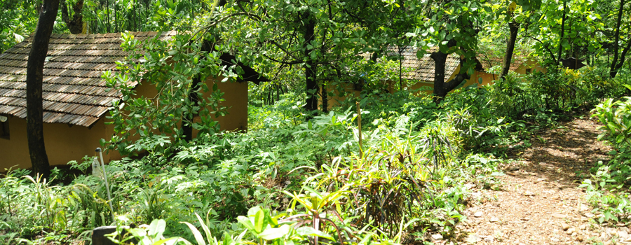 Ultra Luxury Farm Near Agonda Beach 18