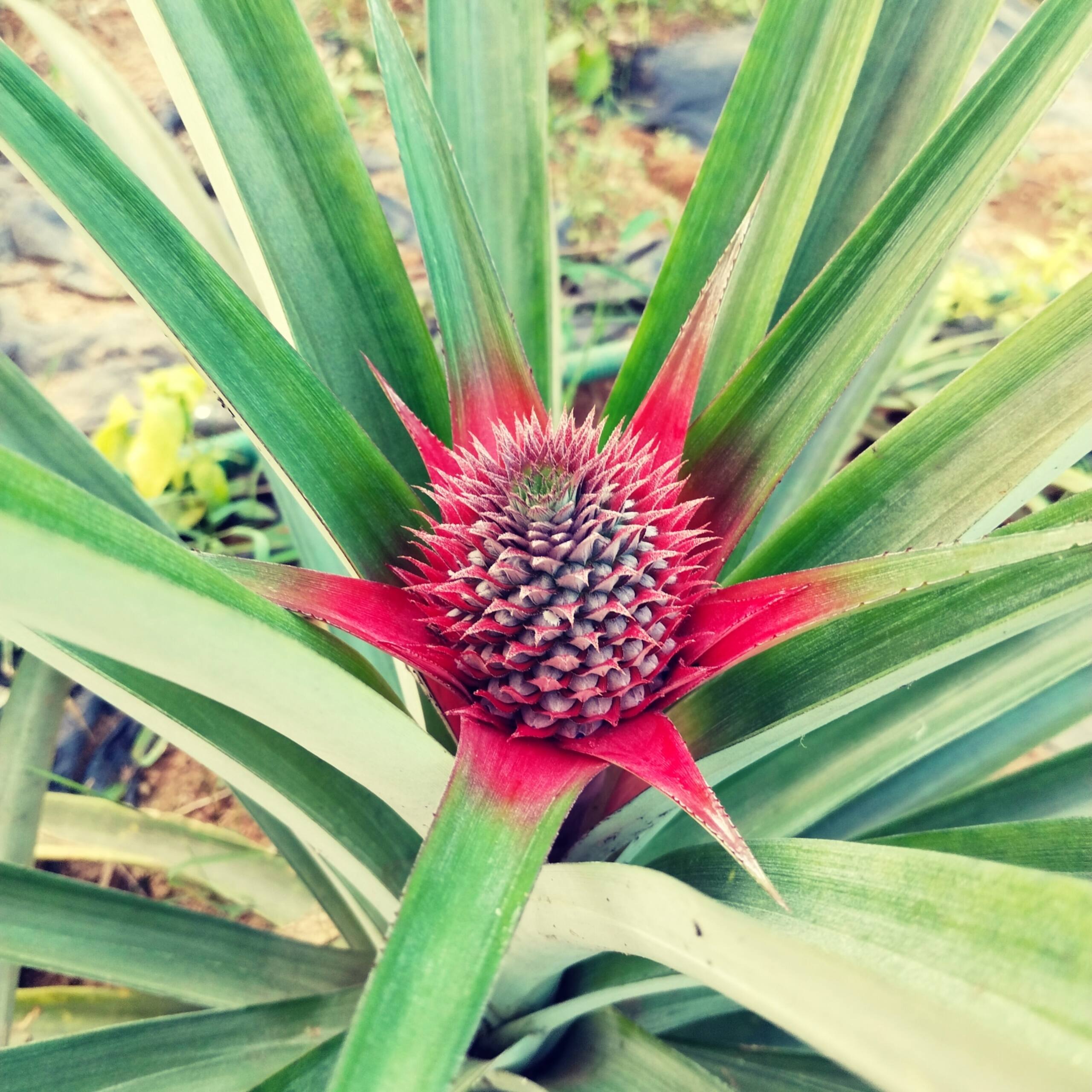 The big pineapple estate suites - Fort pine 15