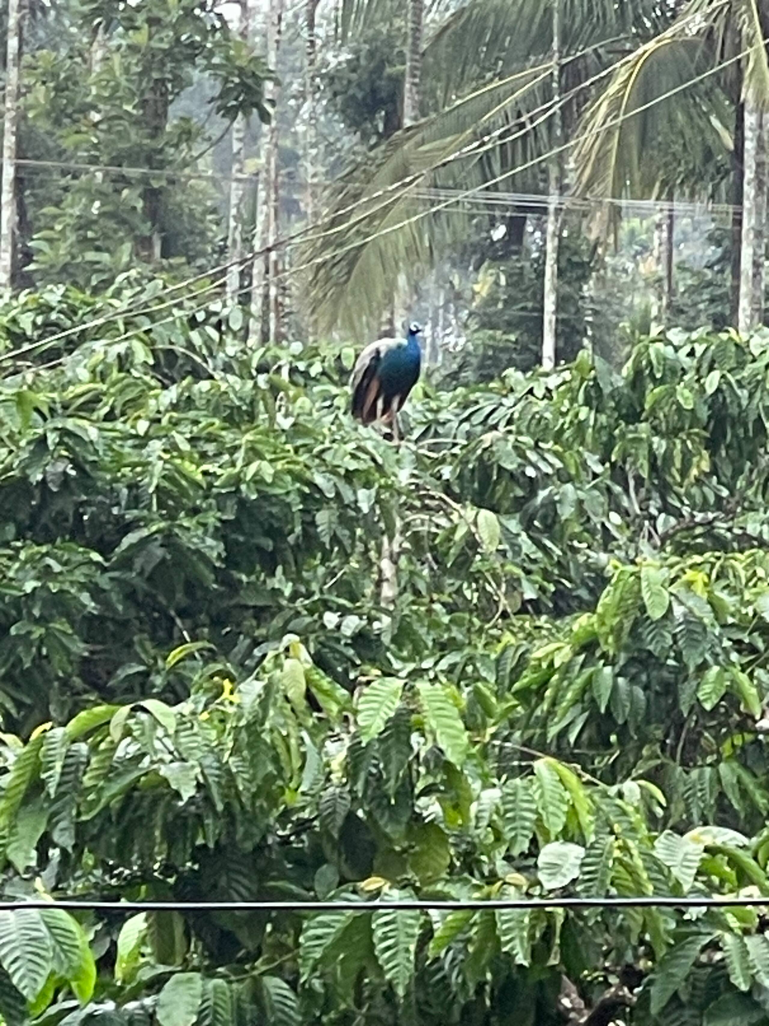 Wayanad Evergreen Oasis 29