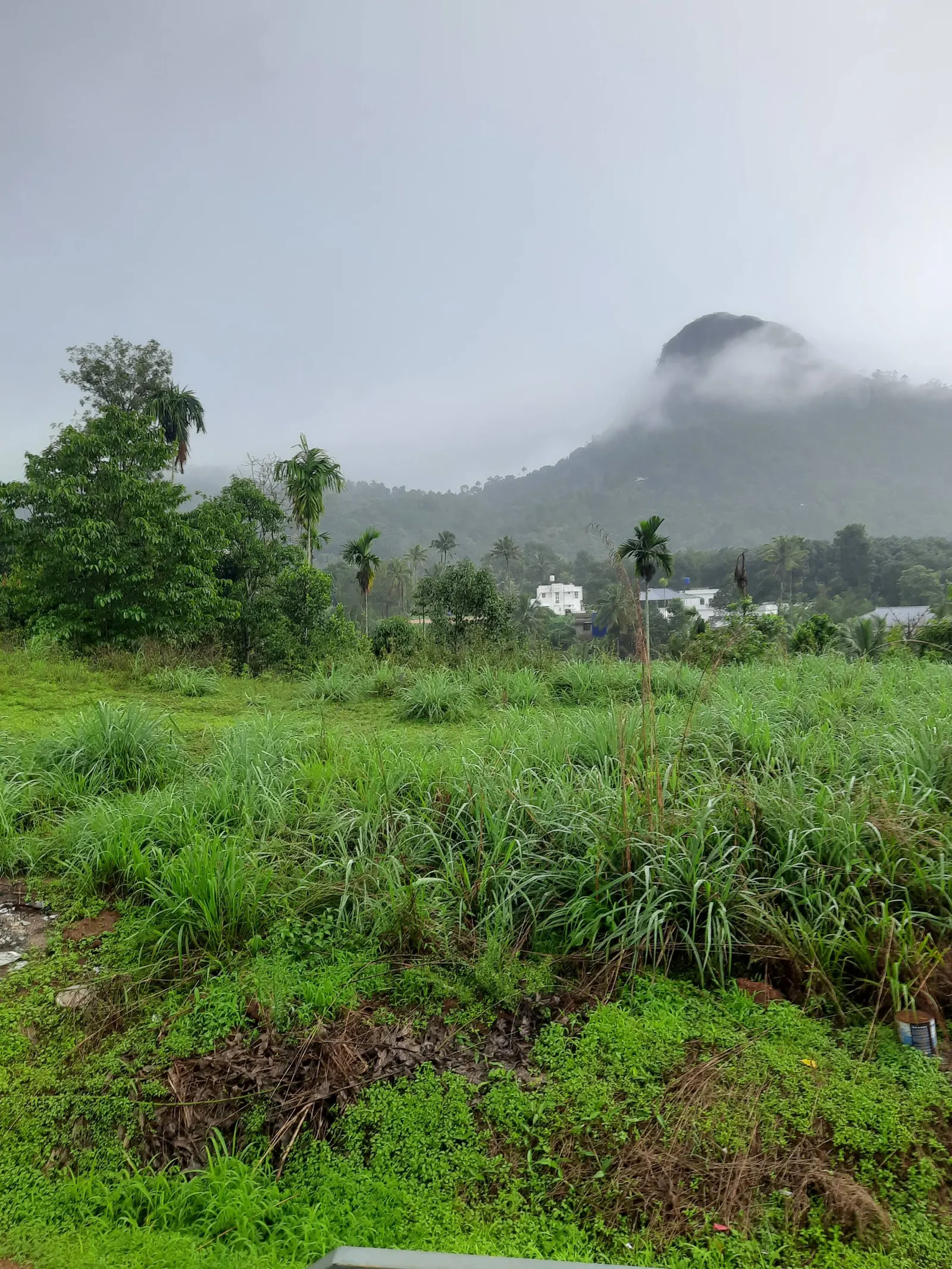 Bougainvillea homestay {4BHK} with swimming pool 2