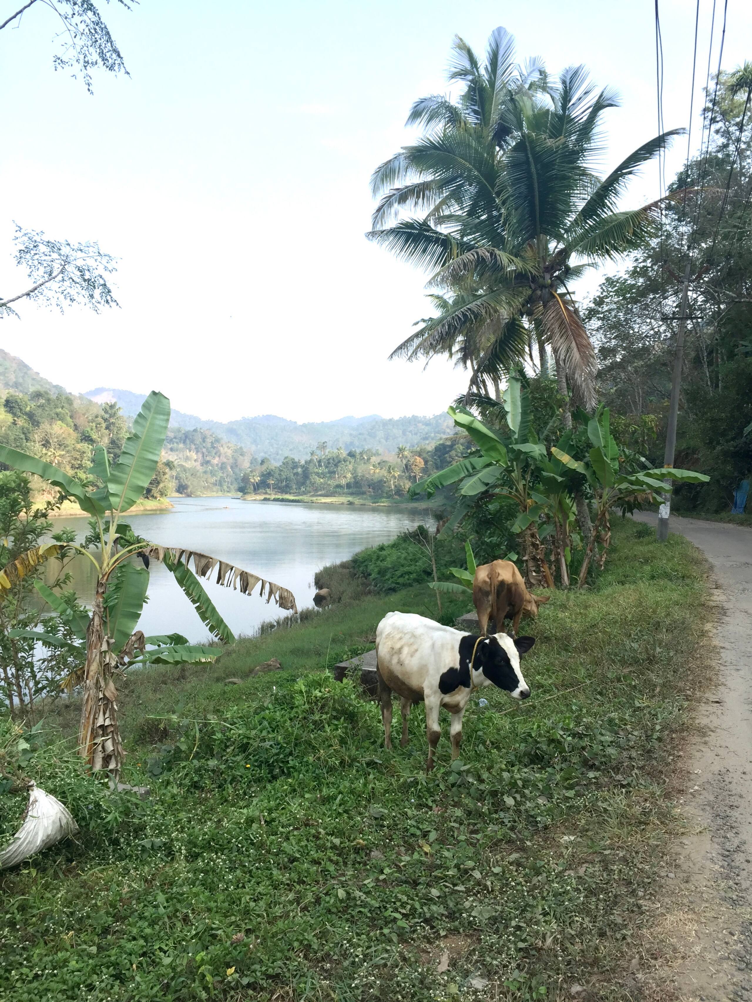 Lakeview Inn, Kallarkutty - Waterfront Homestay 27