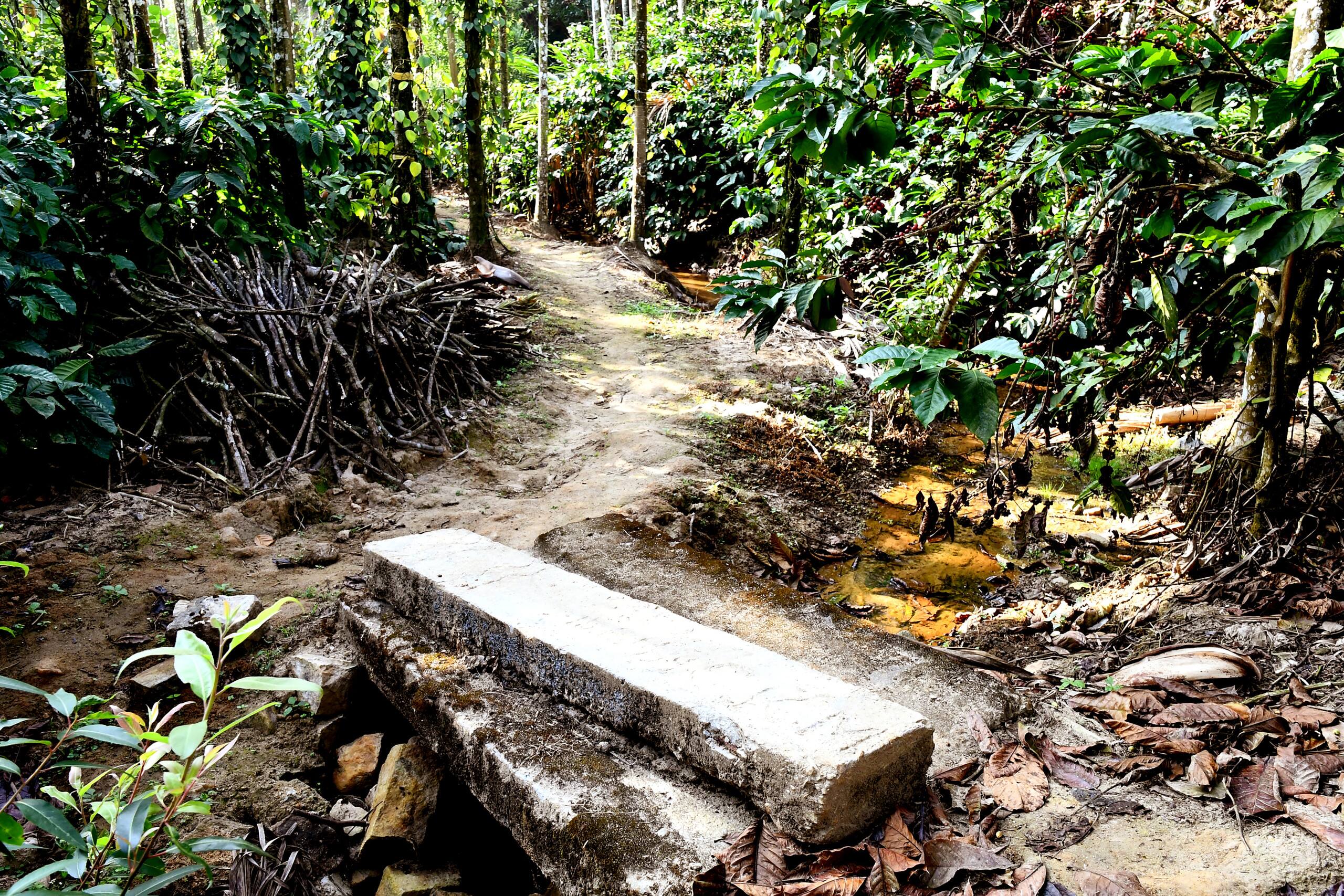 NatureSky Homestay -Full Villa, Home Food & Estate 5