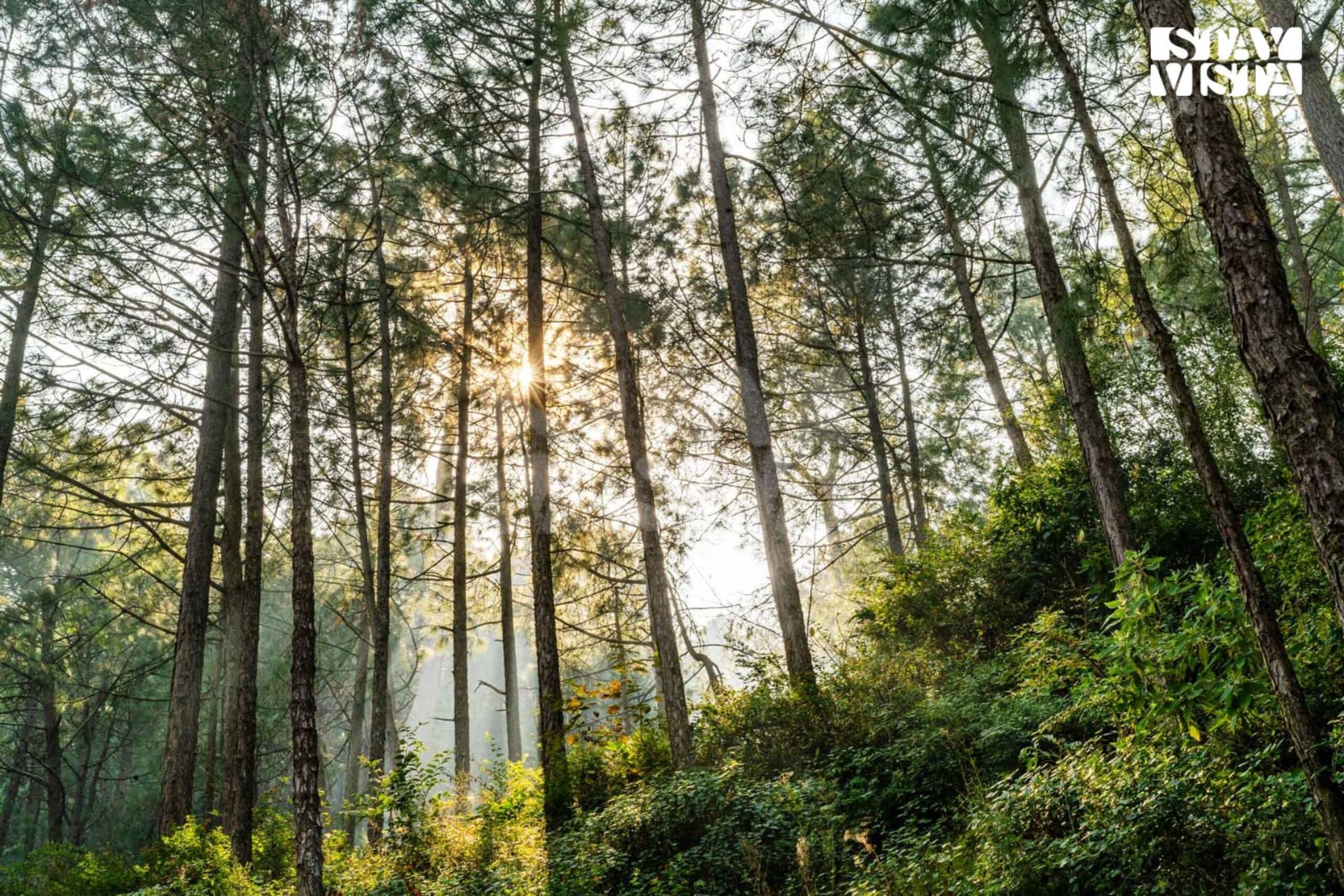 The Anchorage by Sonali - Kasauli Himachal Pradesh 25