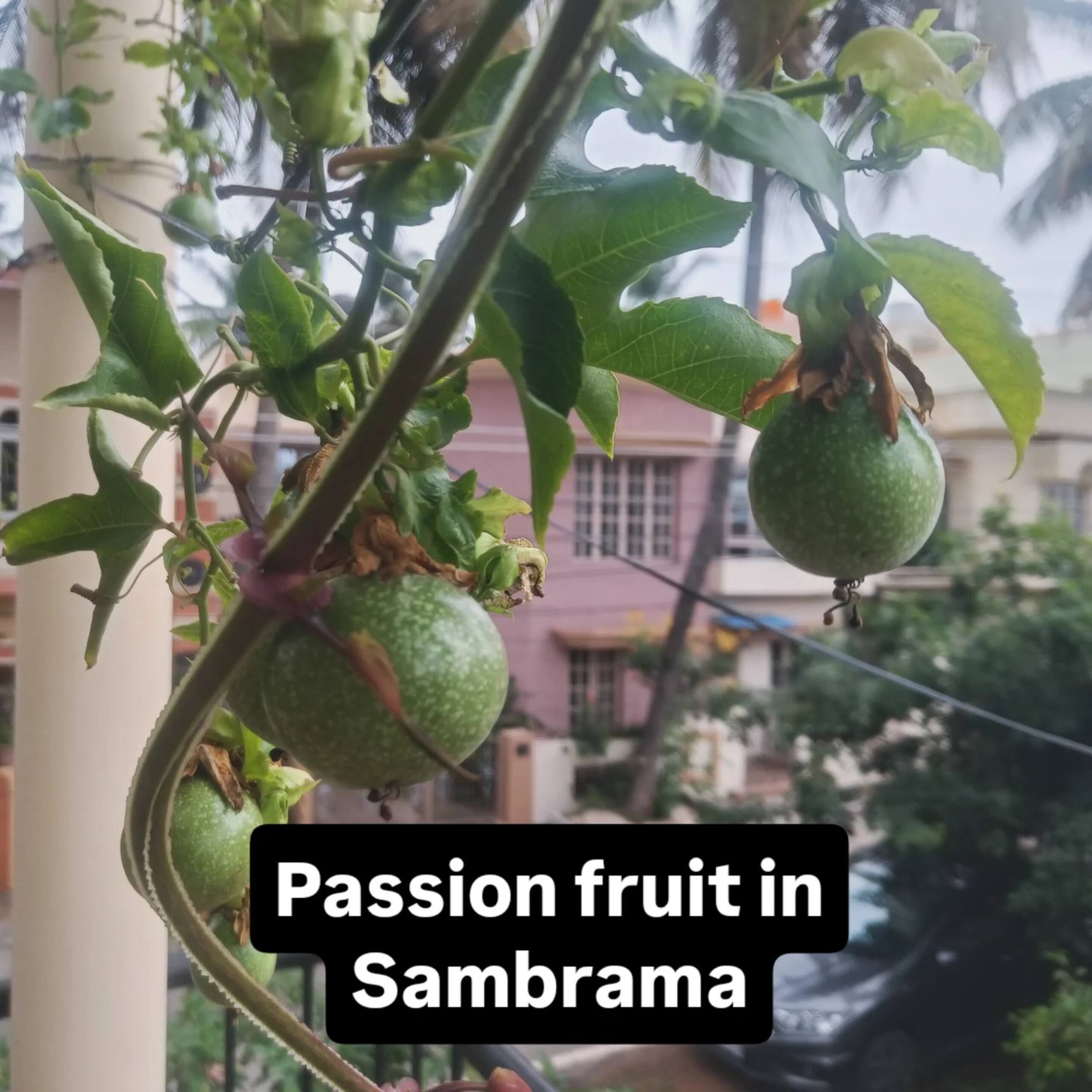 'Sambrama' Humble & Cozy Home 30