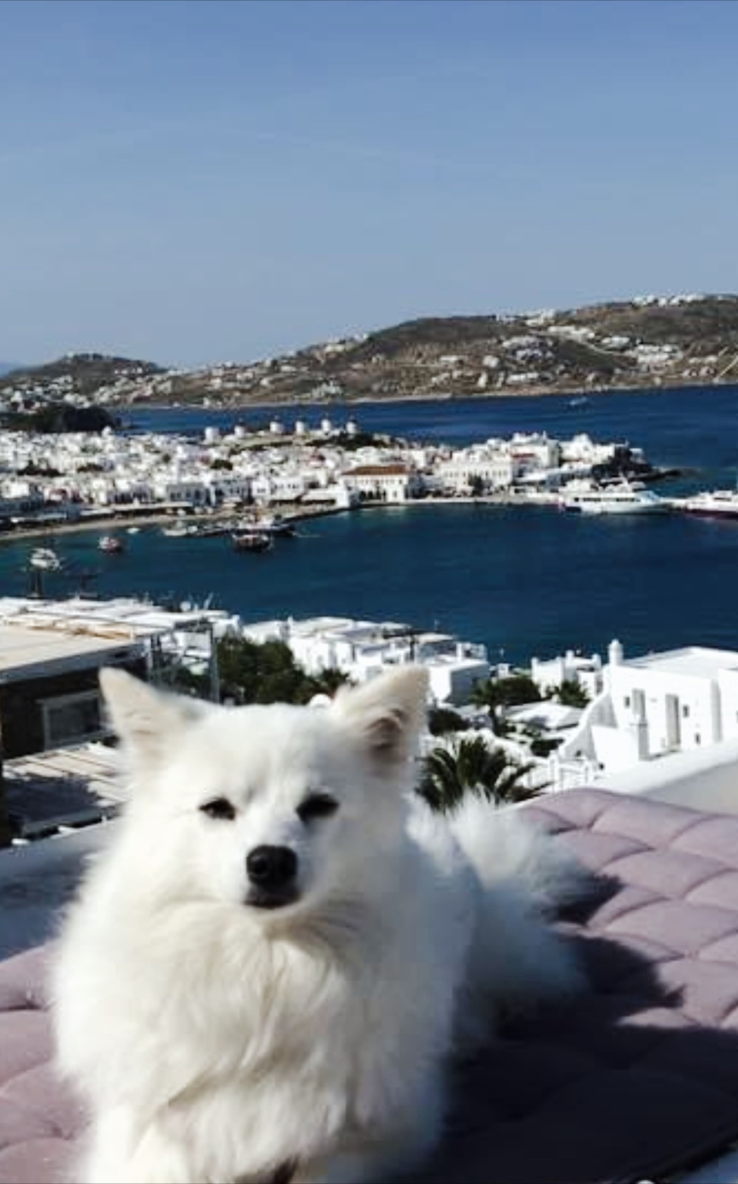 Mykonos central style — photo 4