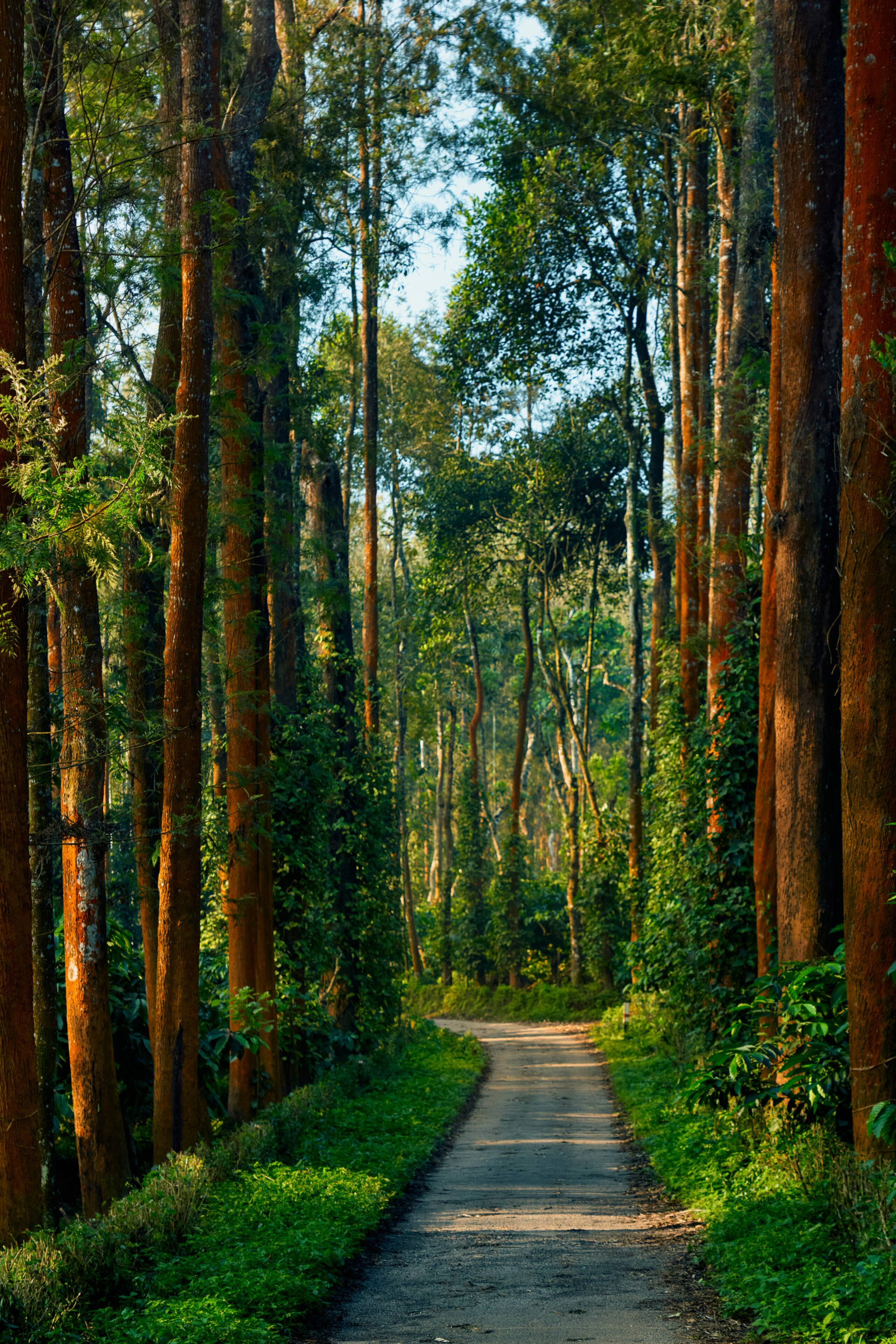 Chettys Mane by Raho Estate View Stay in Coorg — photo 4