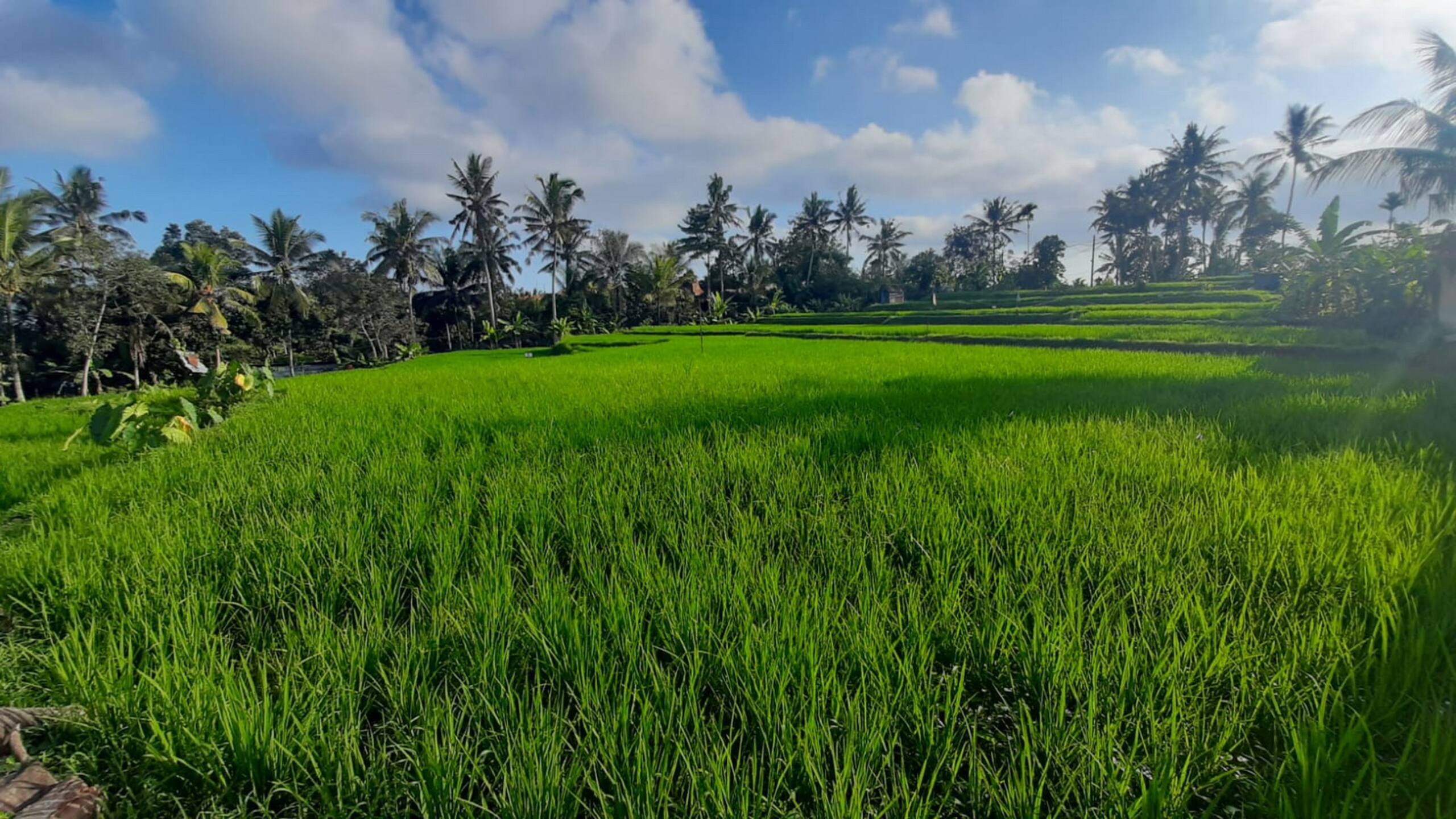 As I Am Ubud Retreat Twin Rooms 29
