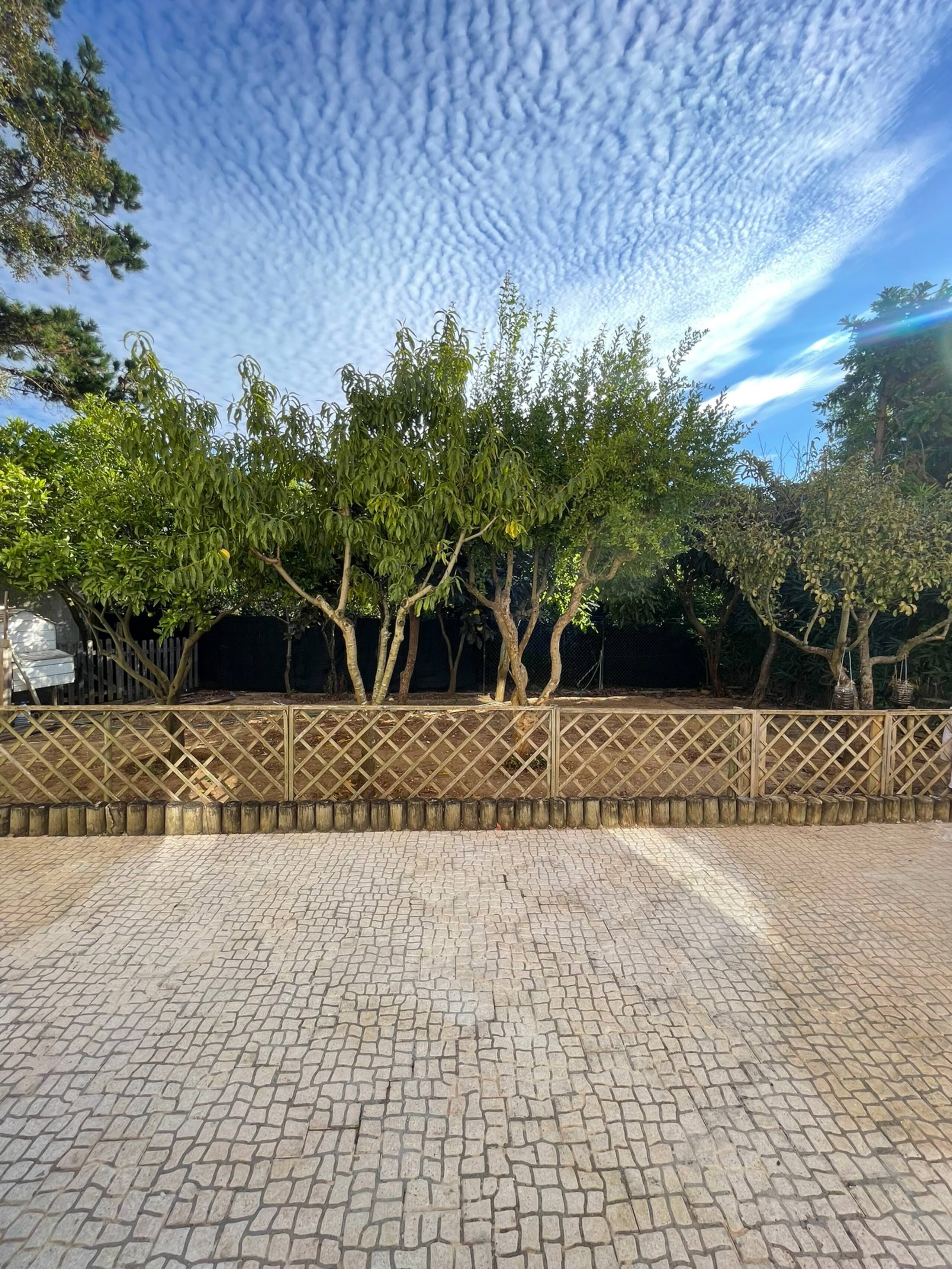 Sand and Pines 7