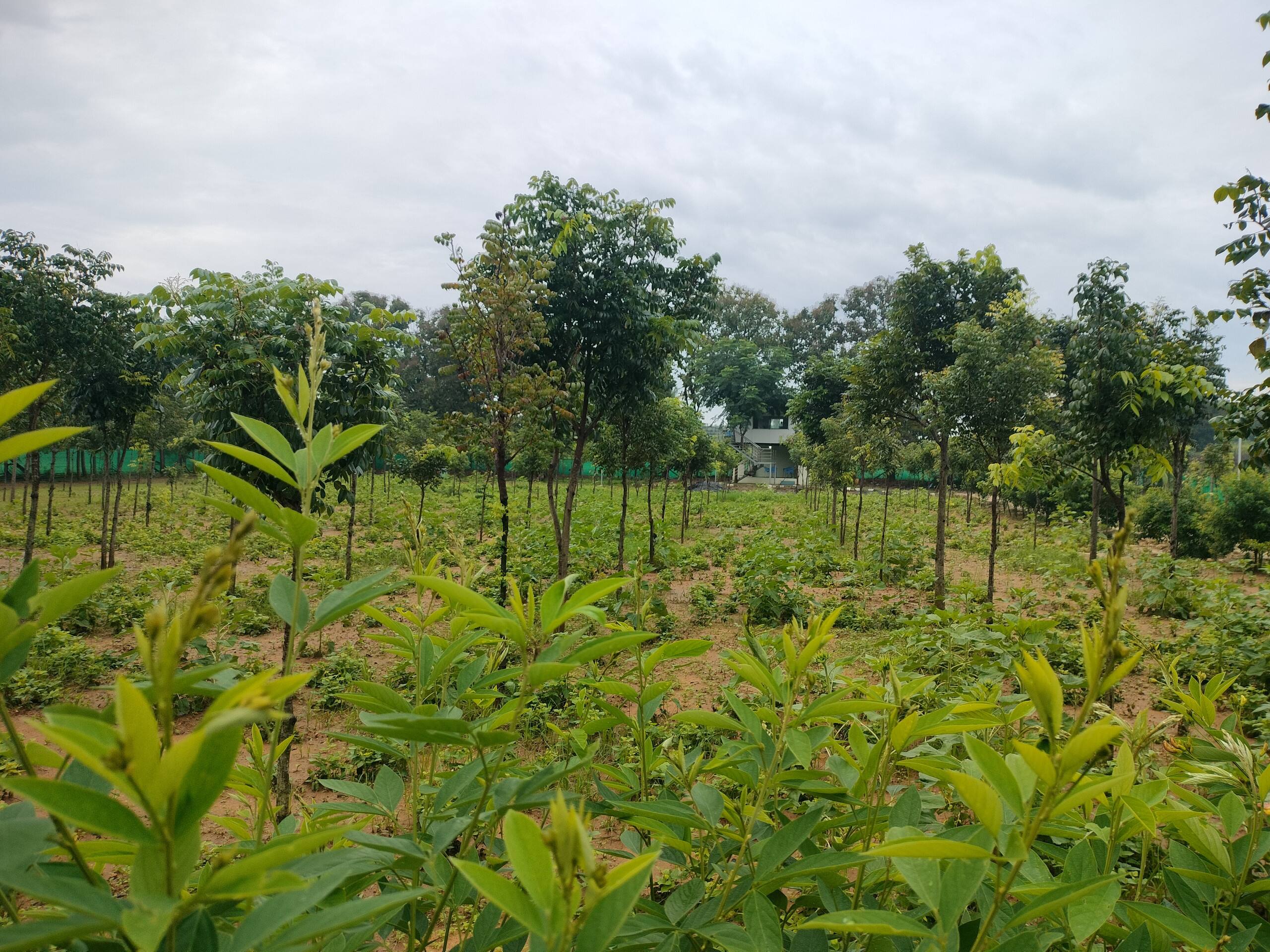 Chinnaswamy Farm stay (Tree House) 30