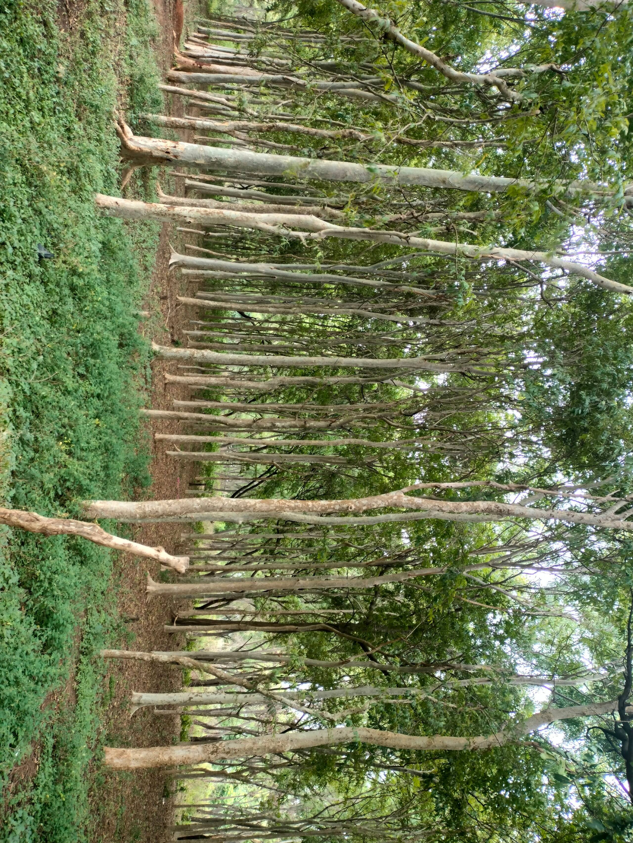 Chinnaswamy Farm stay (Tree House) 20