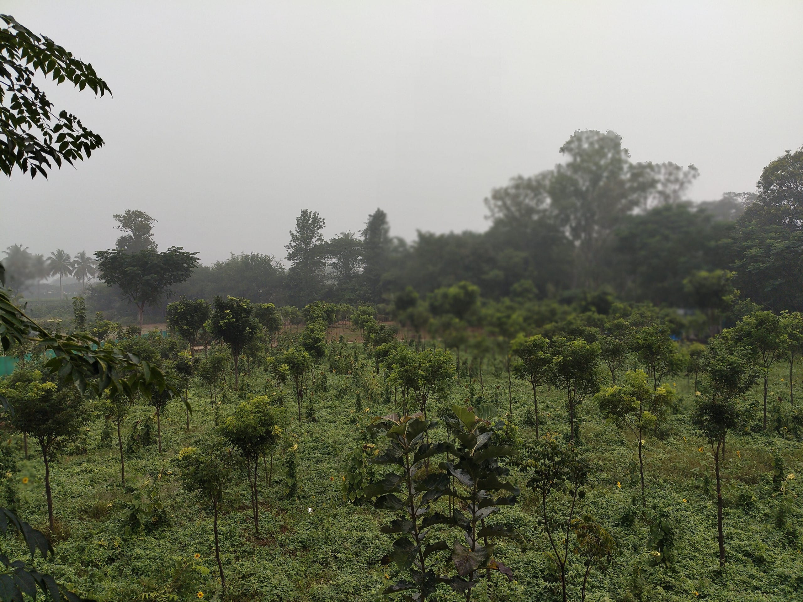 Chinnaswamy Farm stay (Tree House) 33