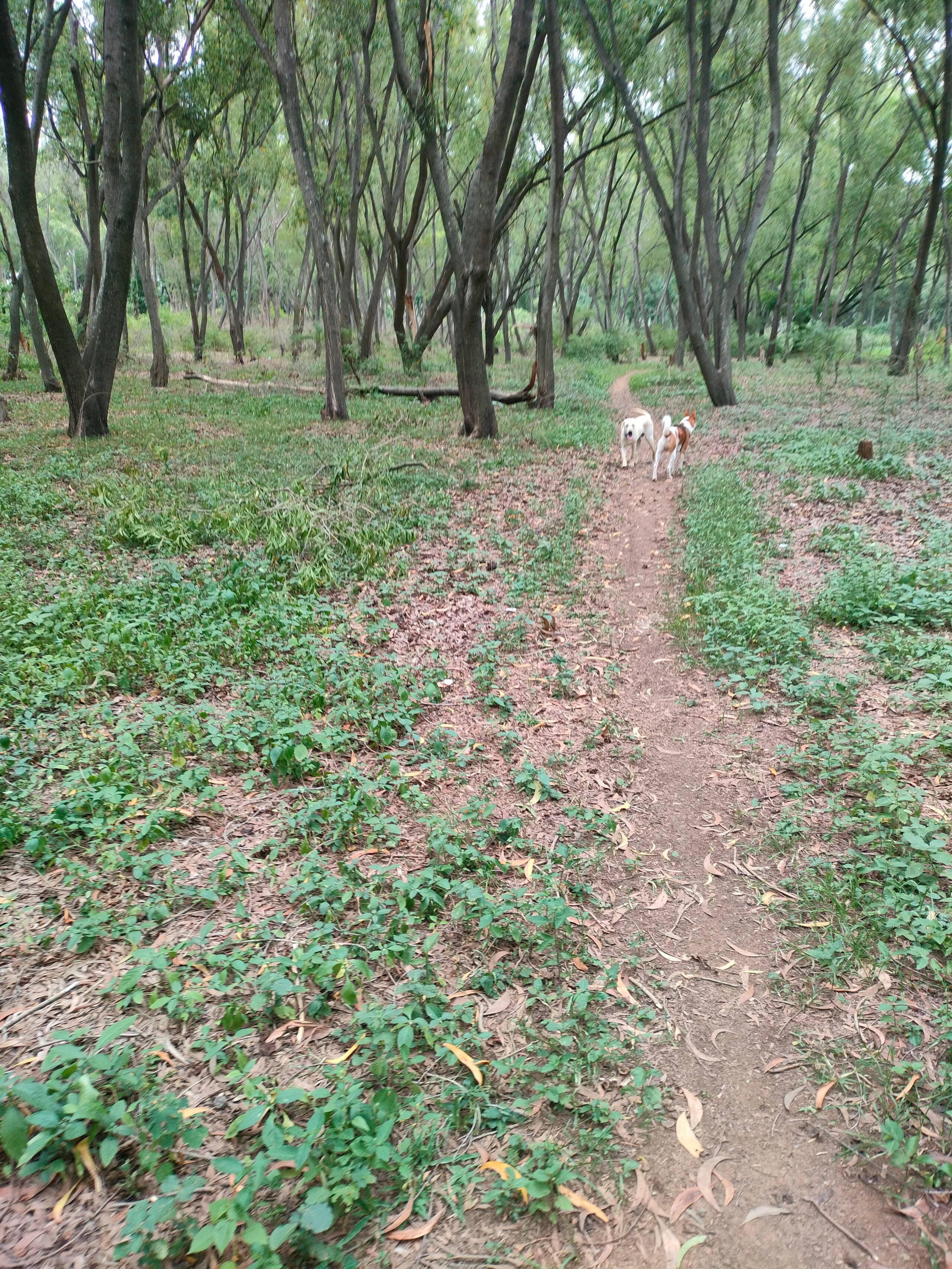 Chinnaswamy Farm stay (Tree House) 25