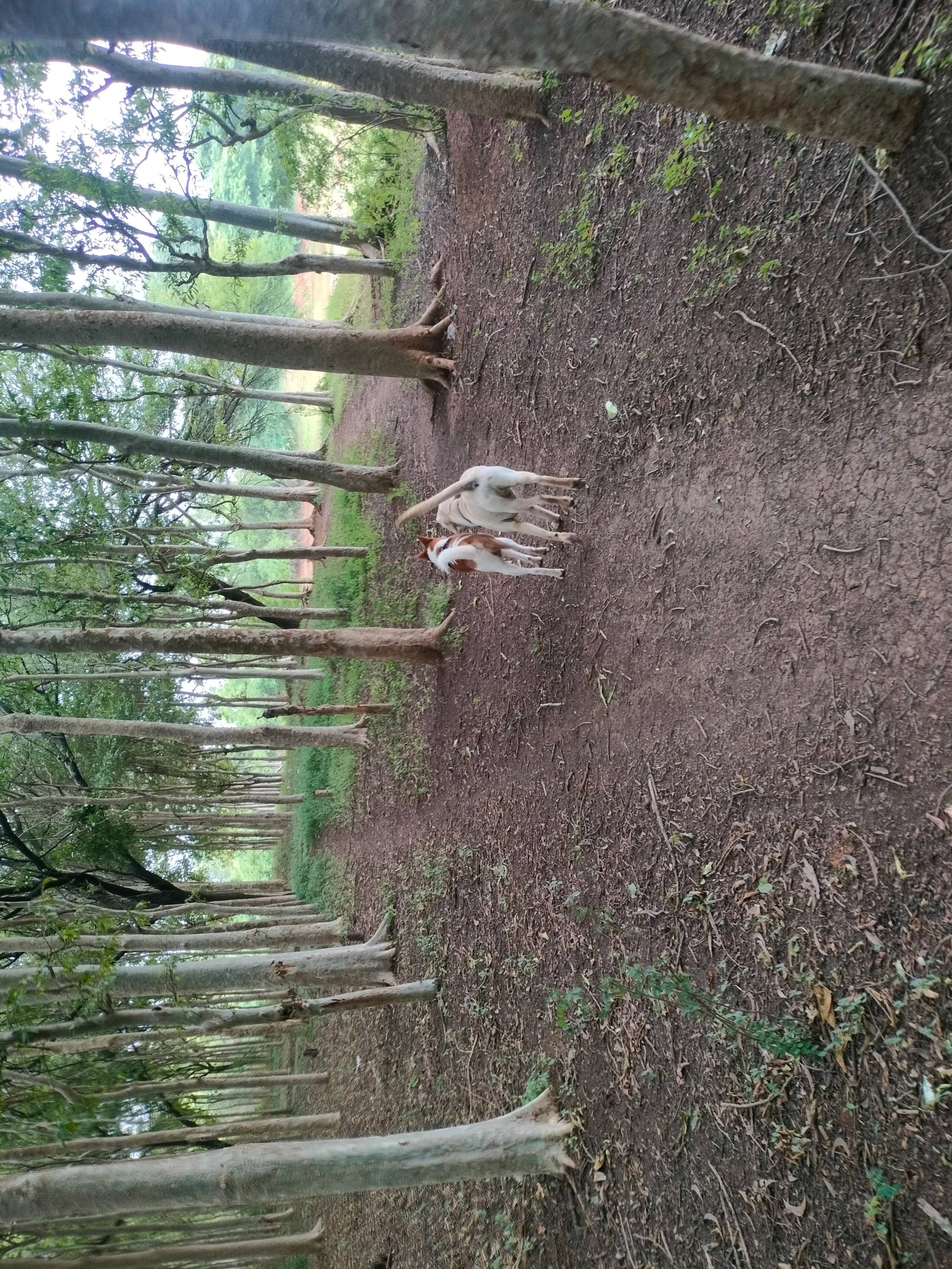 Chinnaswamy Farm stay (Tree House) 24