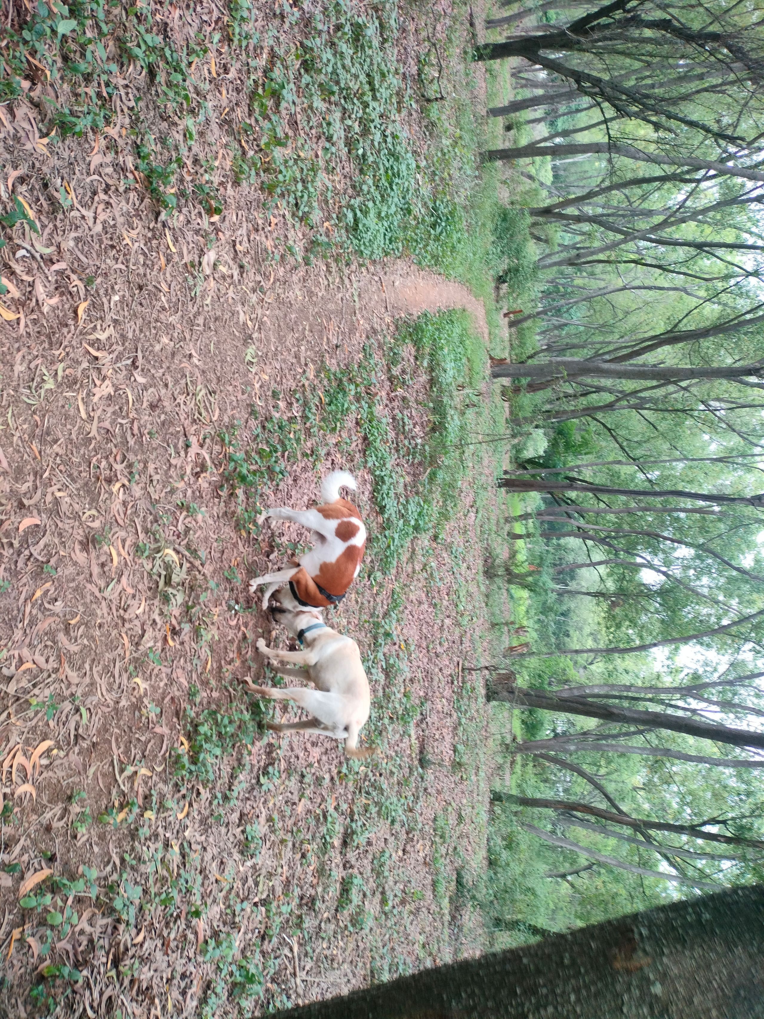 Chinnaswamy Farm stay (Tree House) 22