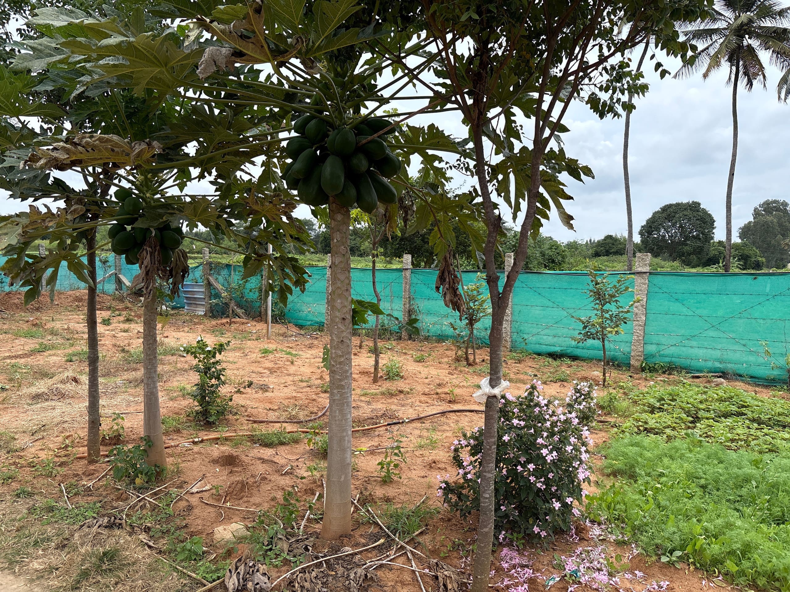 Chinnaswamy Farm stay (Tree House) 37