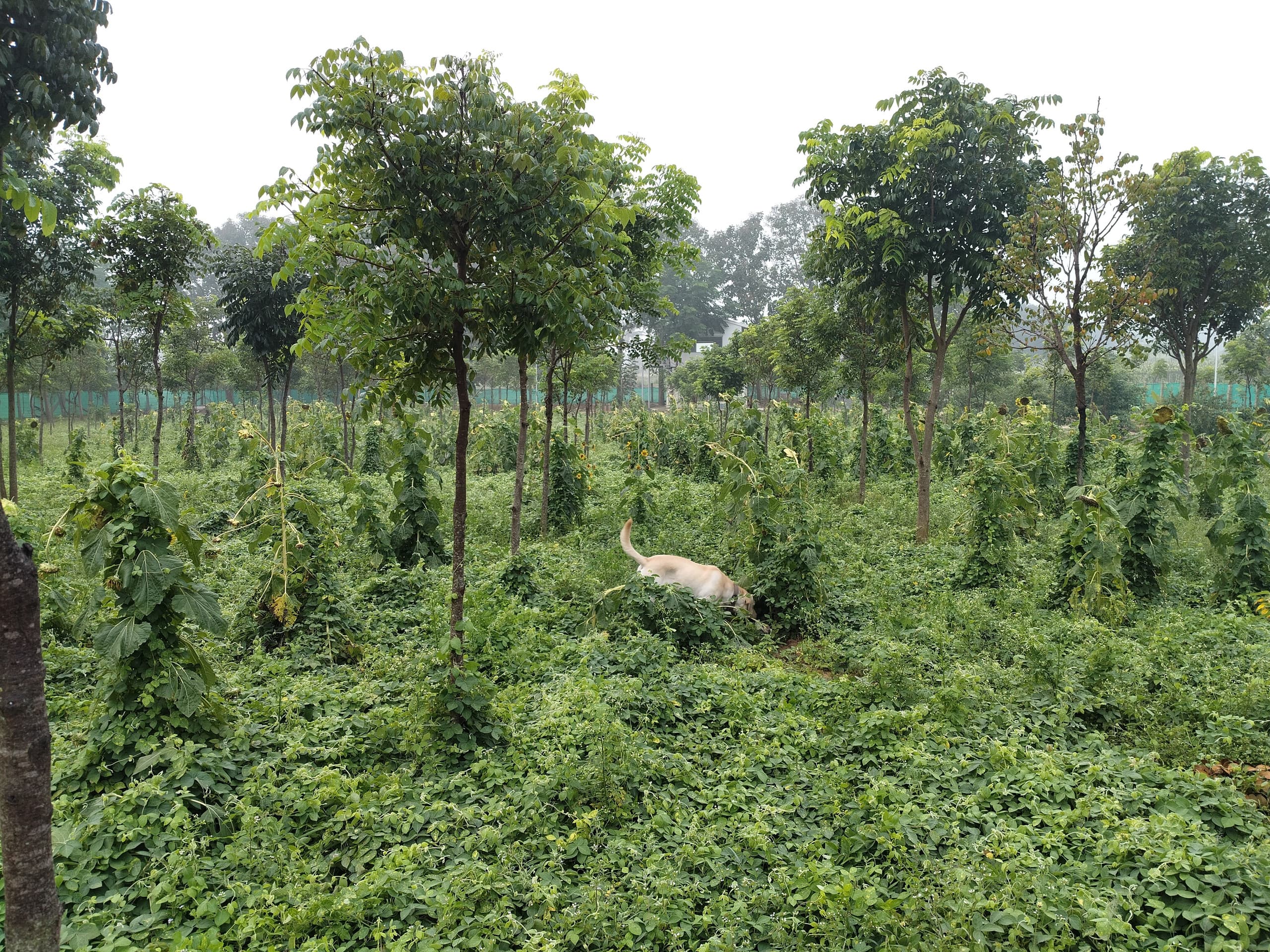 Chinnaswamy Farm stay (Tree House) 32