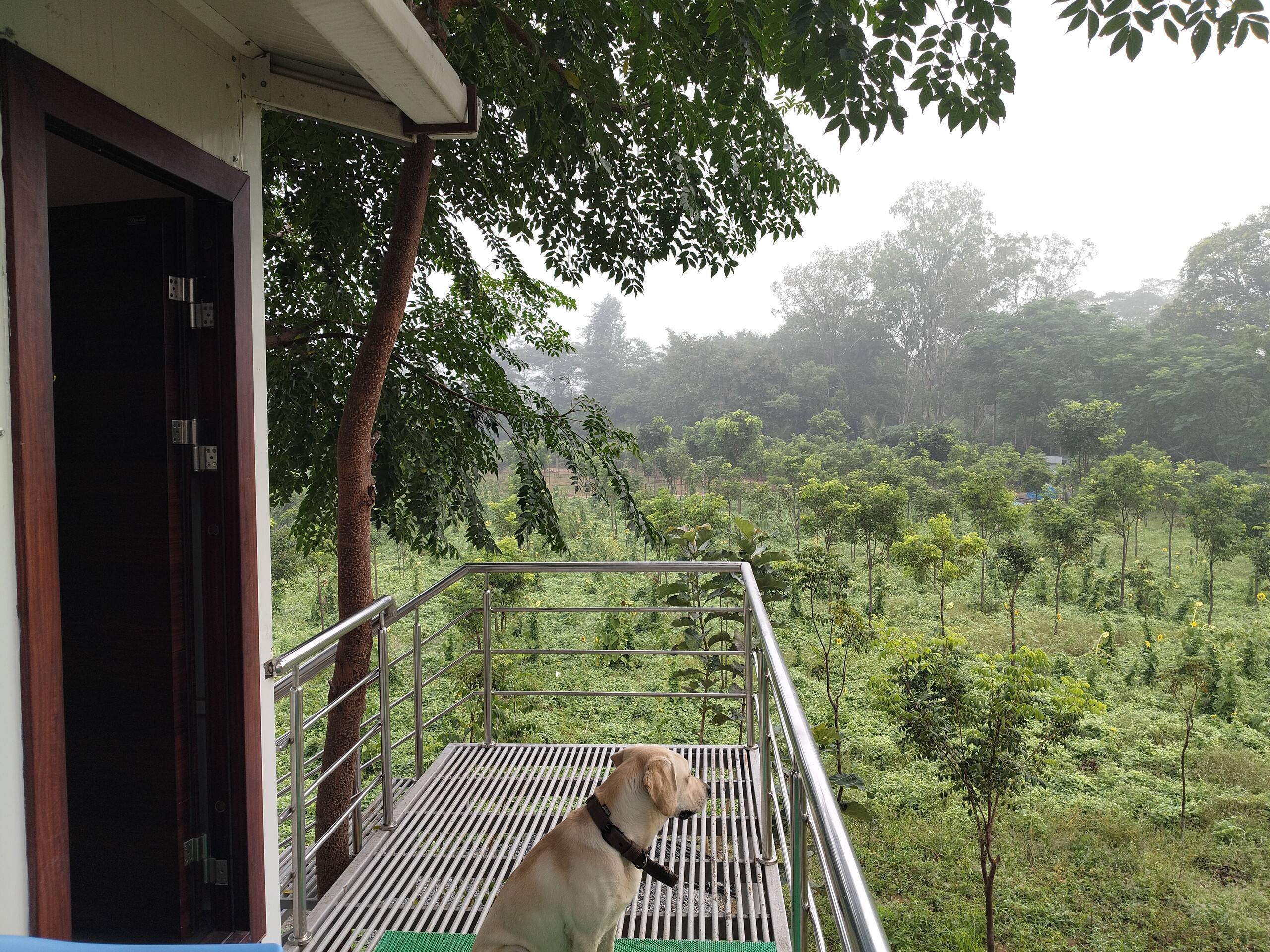 Chinnaswamy Farm stay (Tree House) 7