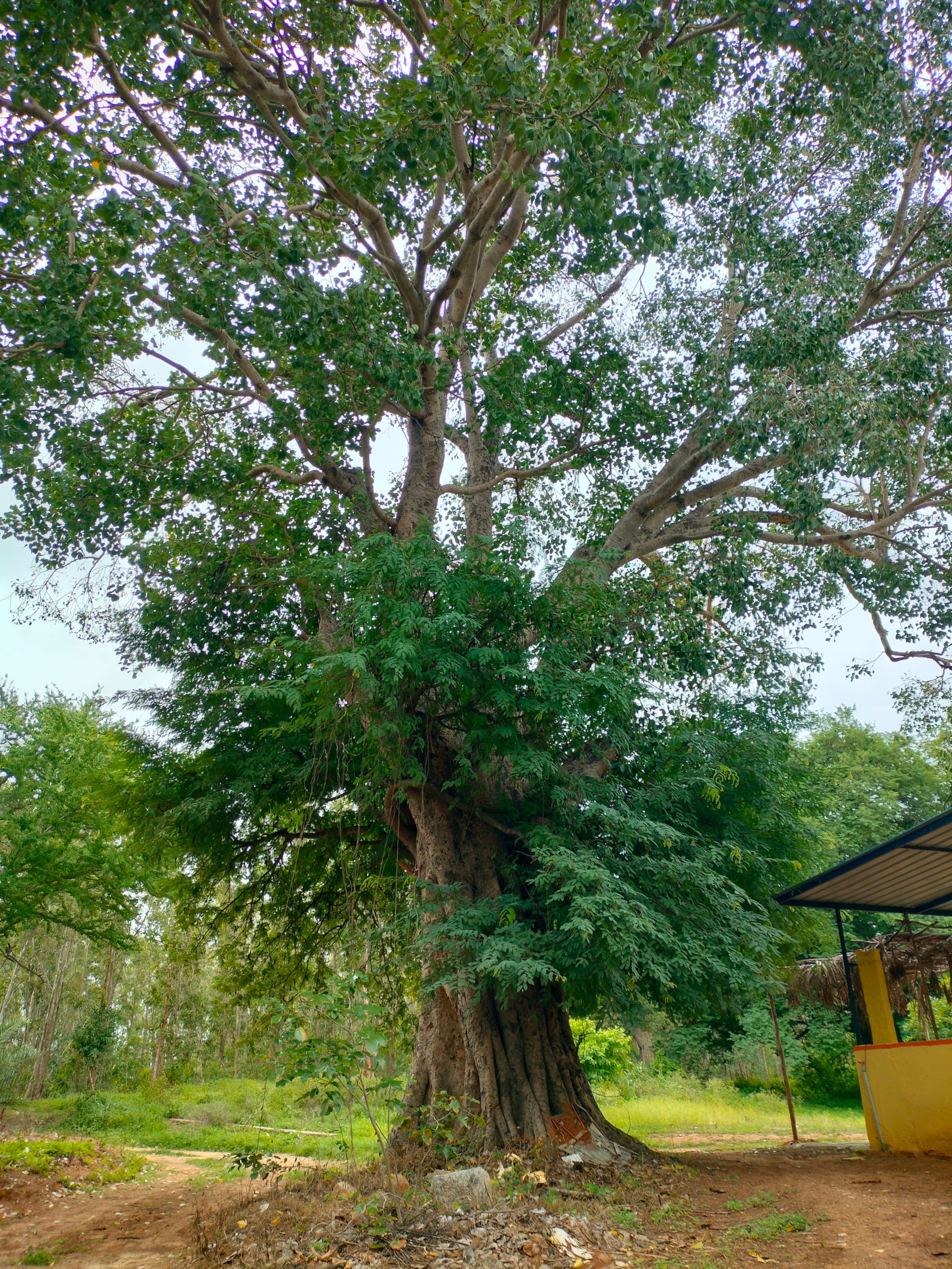 Chinnaswamy Farm stay (Tree House) 26