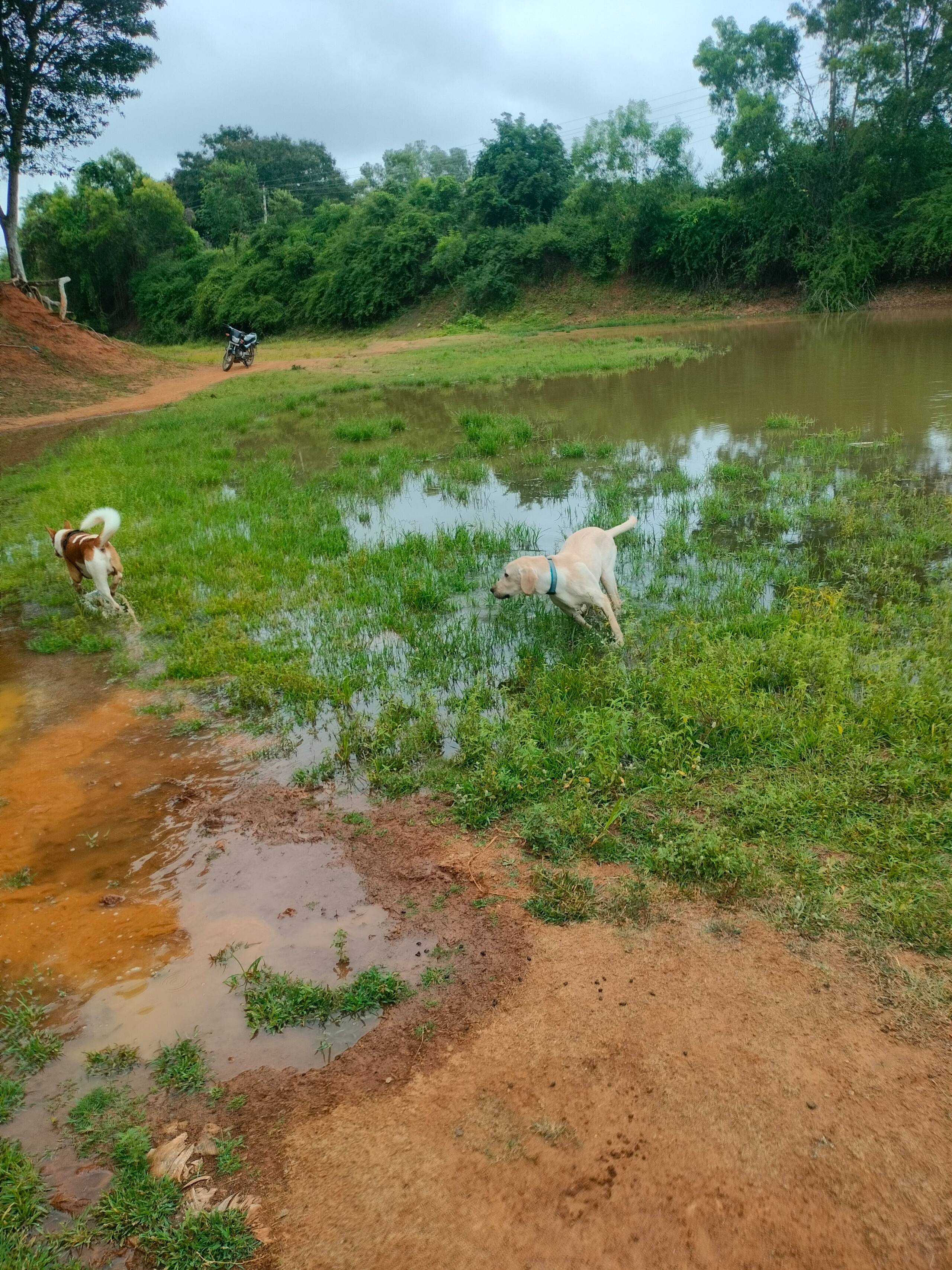 Chinnaswamy Farm stay (Tree House) 21