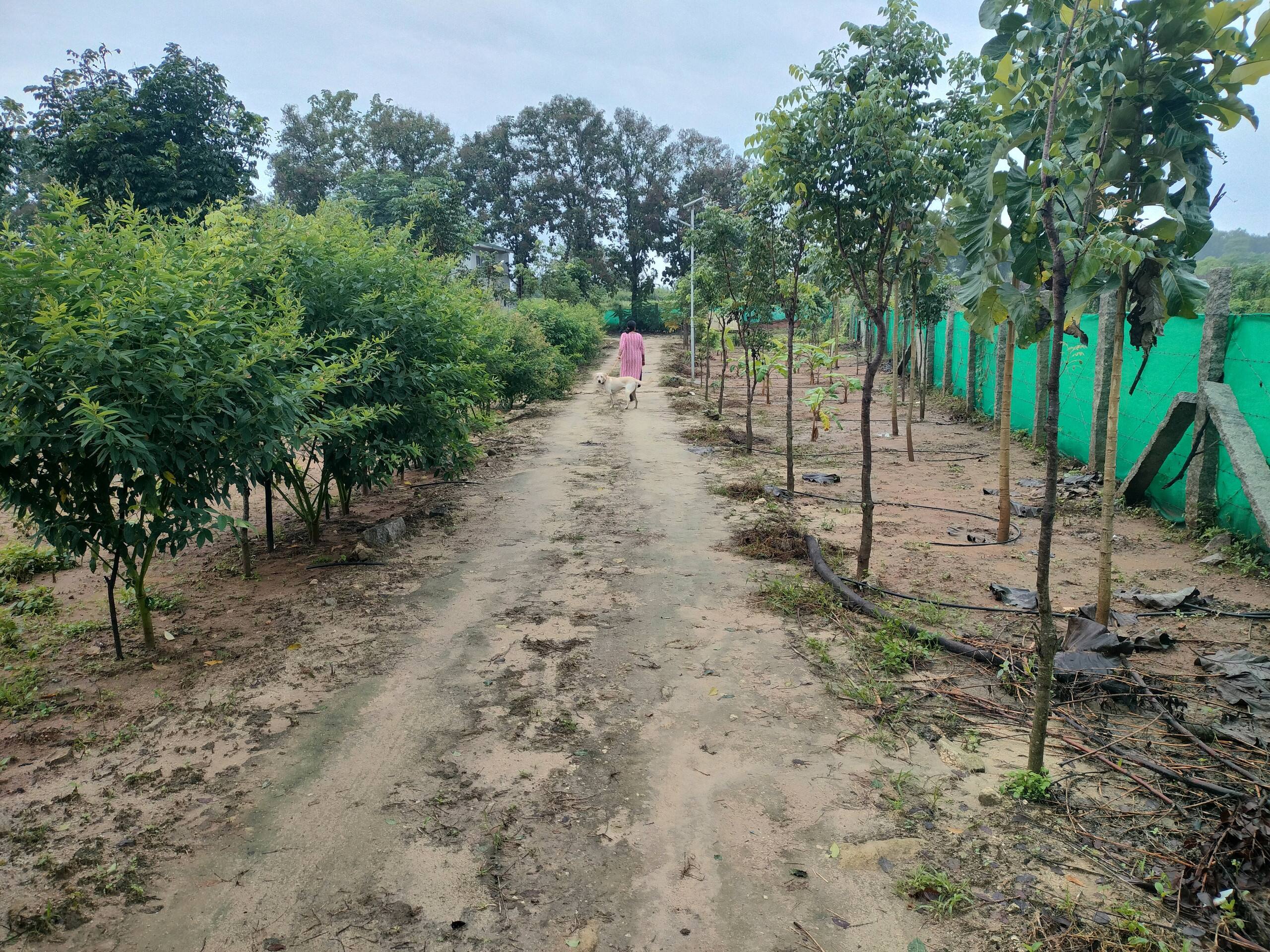 Chinnaswamy Farm stay (Tree House) 31
