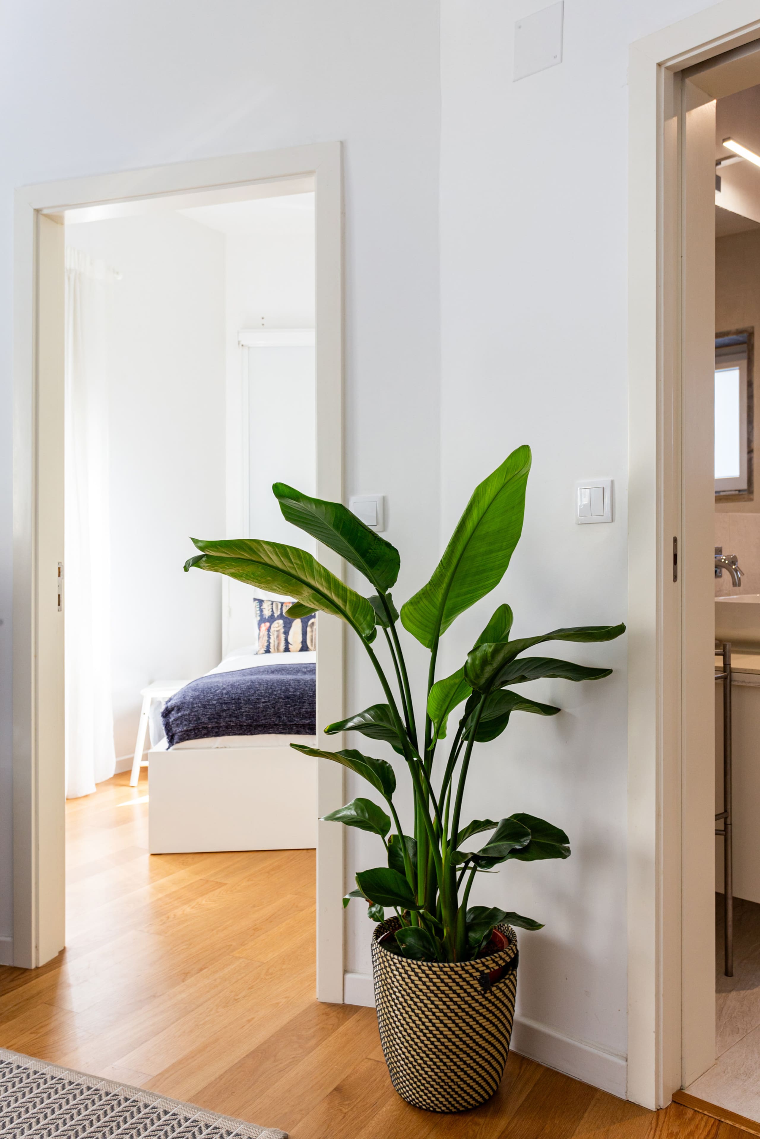 Campo de Ourique Modern Clean 13