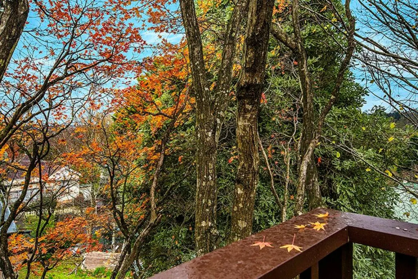 Allambee Cottage - pet friendly, close to town & the station 11