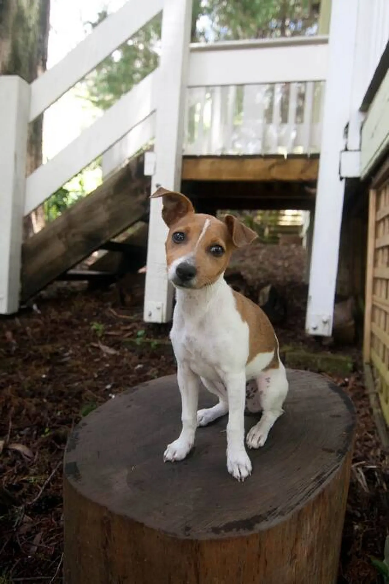 Piccolo - Eclectic Mts Cottage, Pet Friendly 10