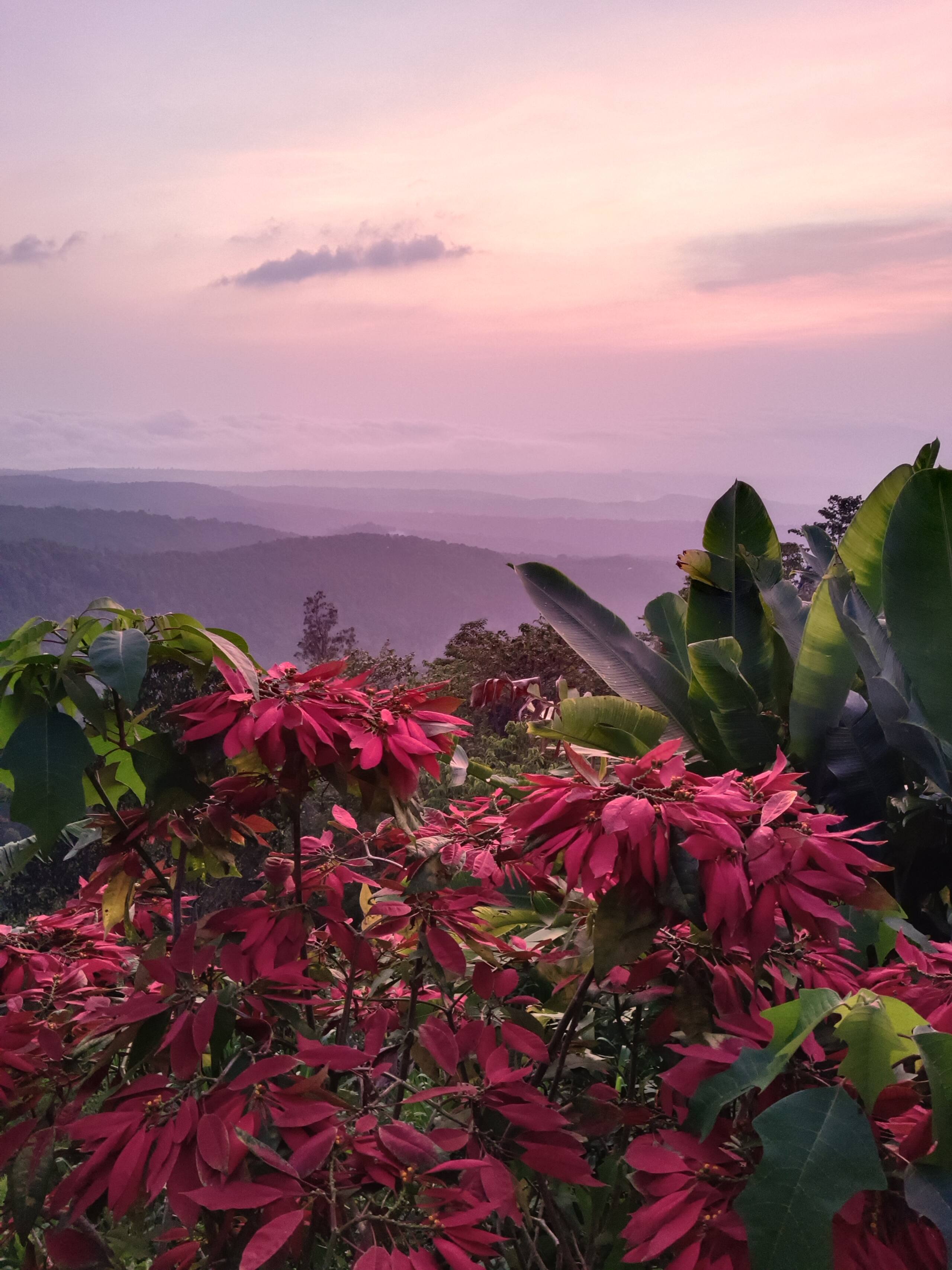 Munduk Mountain Estate - Serene Mountain Retreat 32