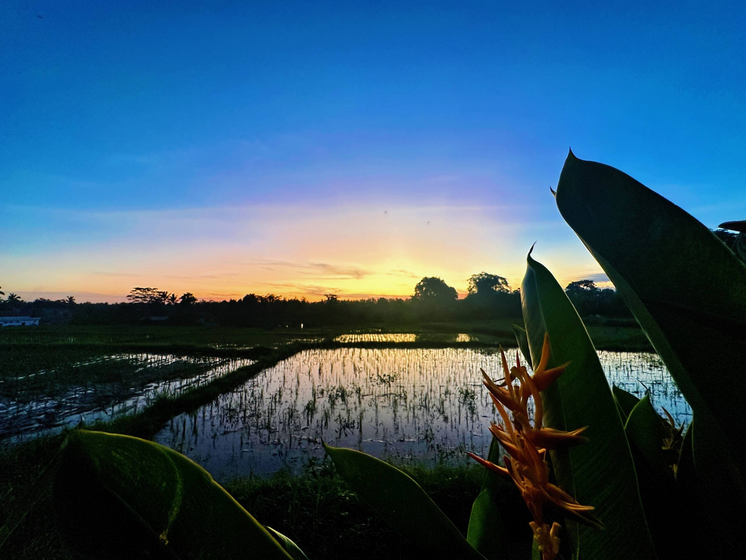 Umah Teba Rice Field View Private Villa with Pool — photo 5