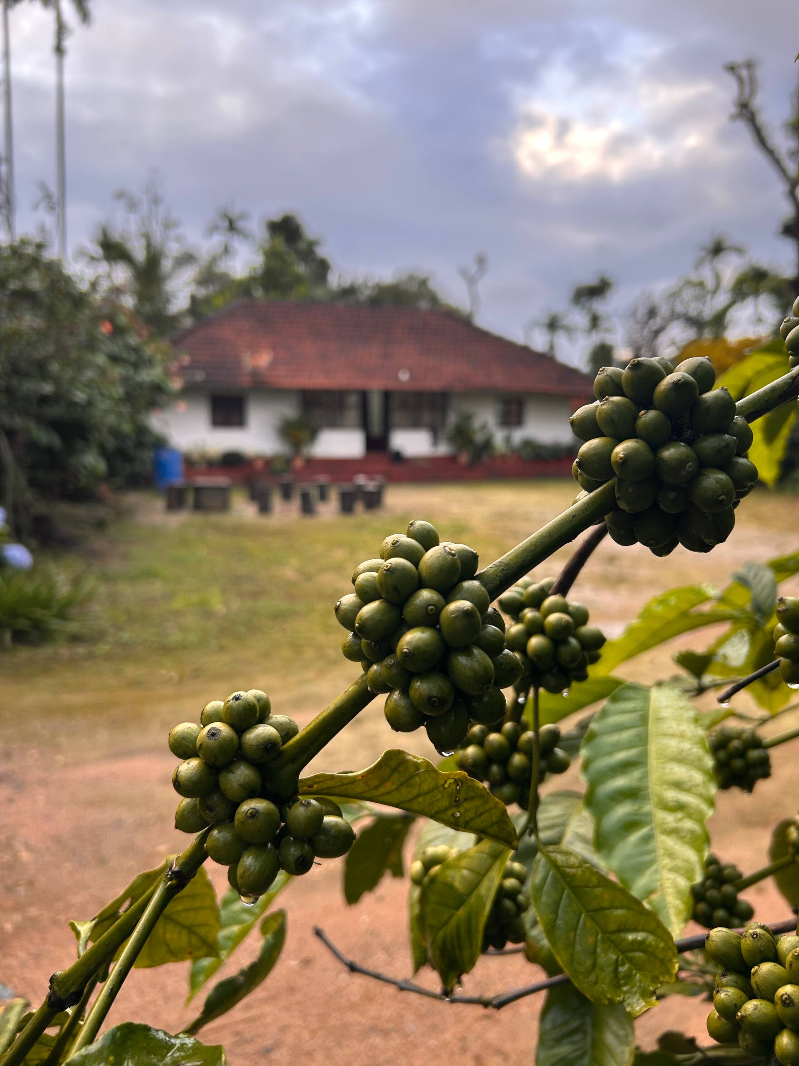 Coffee Vana Vintage Inn 18