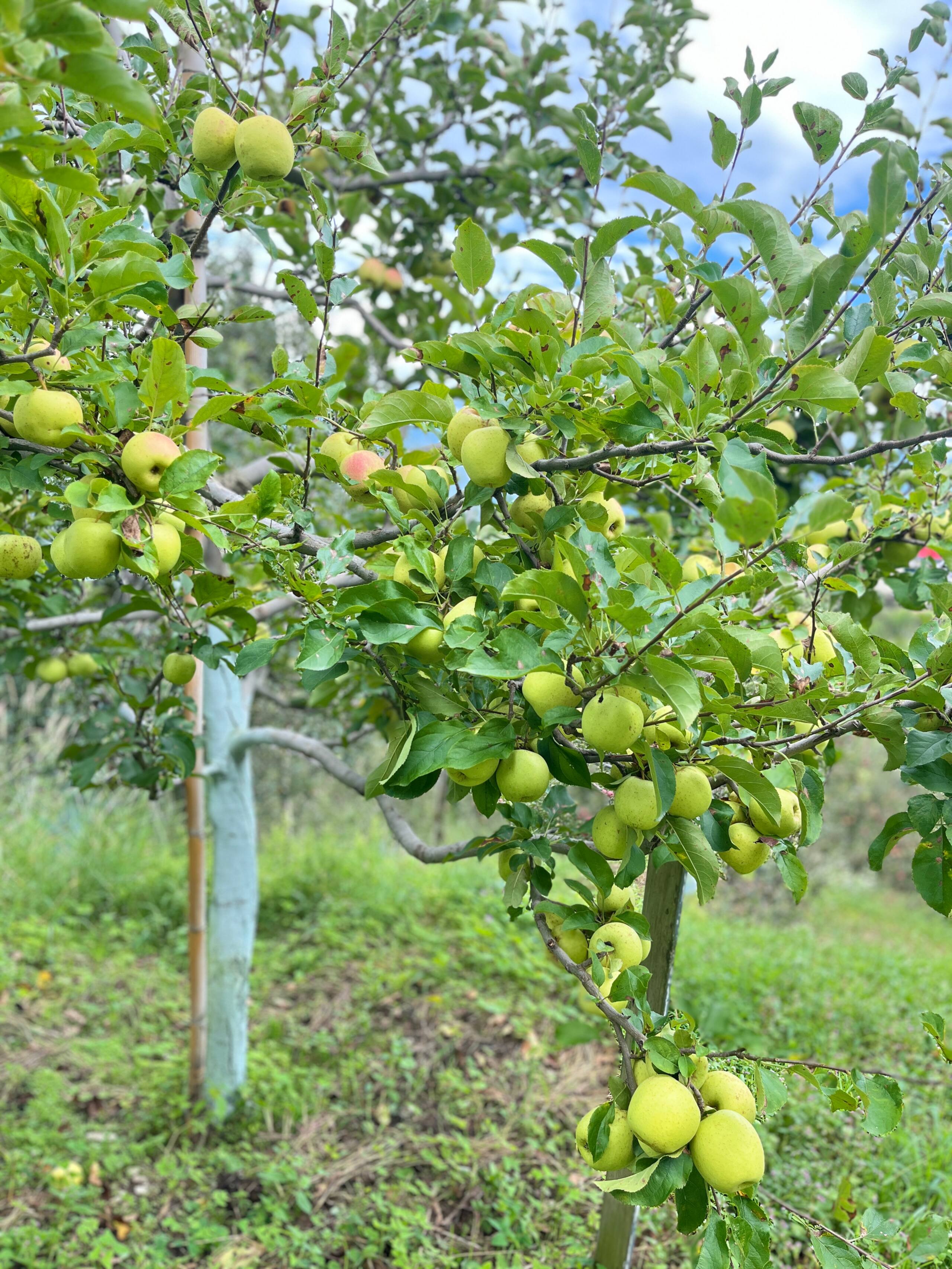 Apple Farm | 2 Traditional Wooden Room | Serene 14
