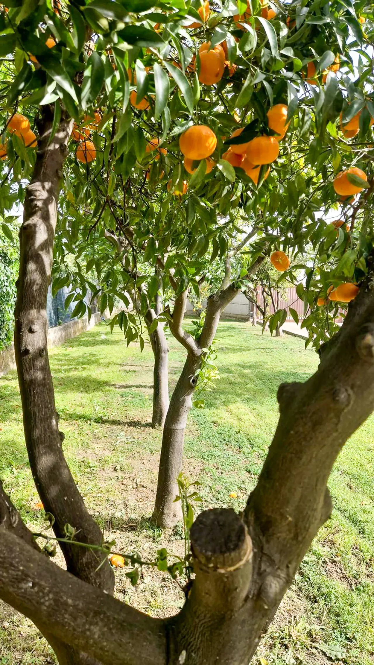Villa il Profumo degli Aranci 16