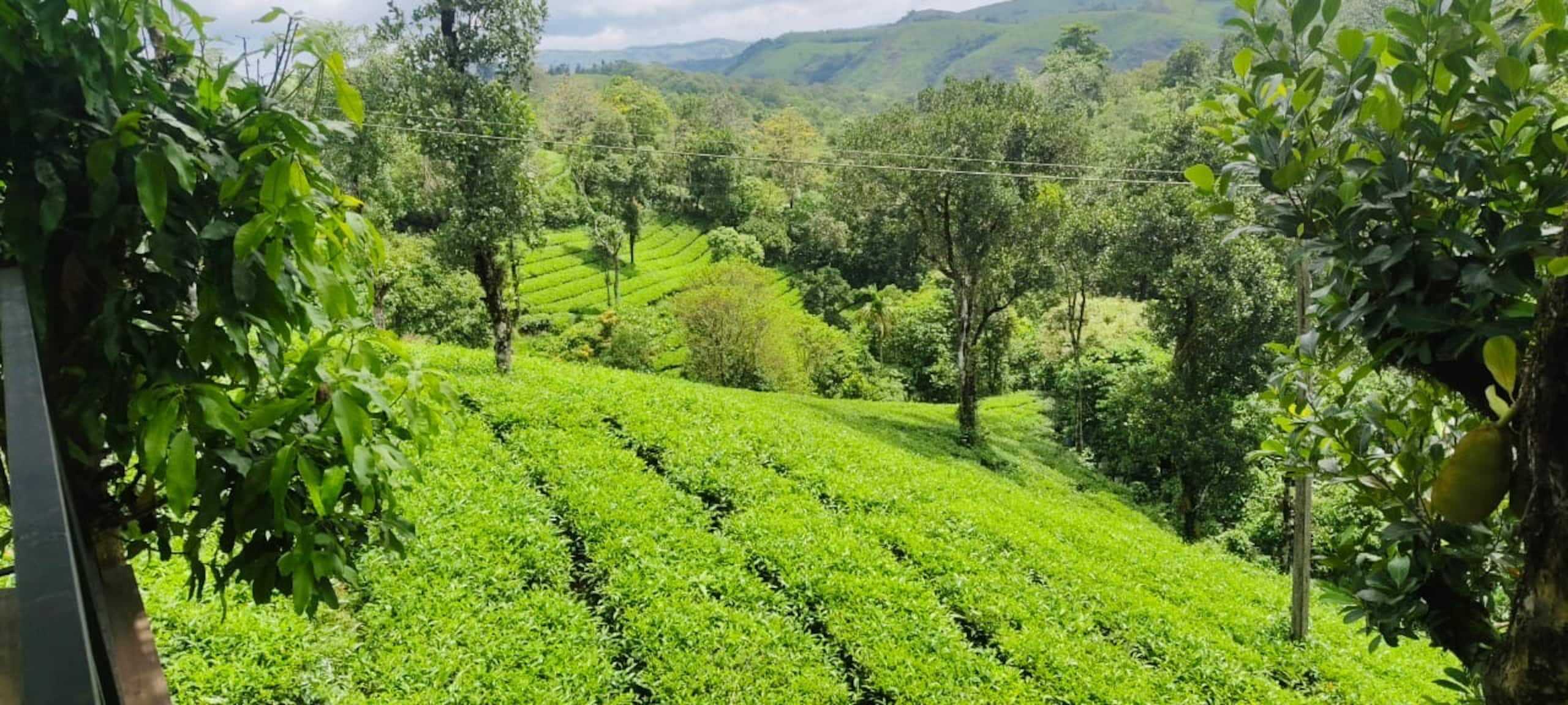 Serene Slopes 24