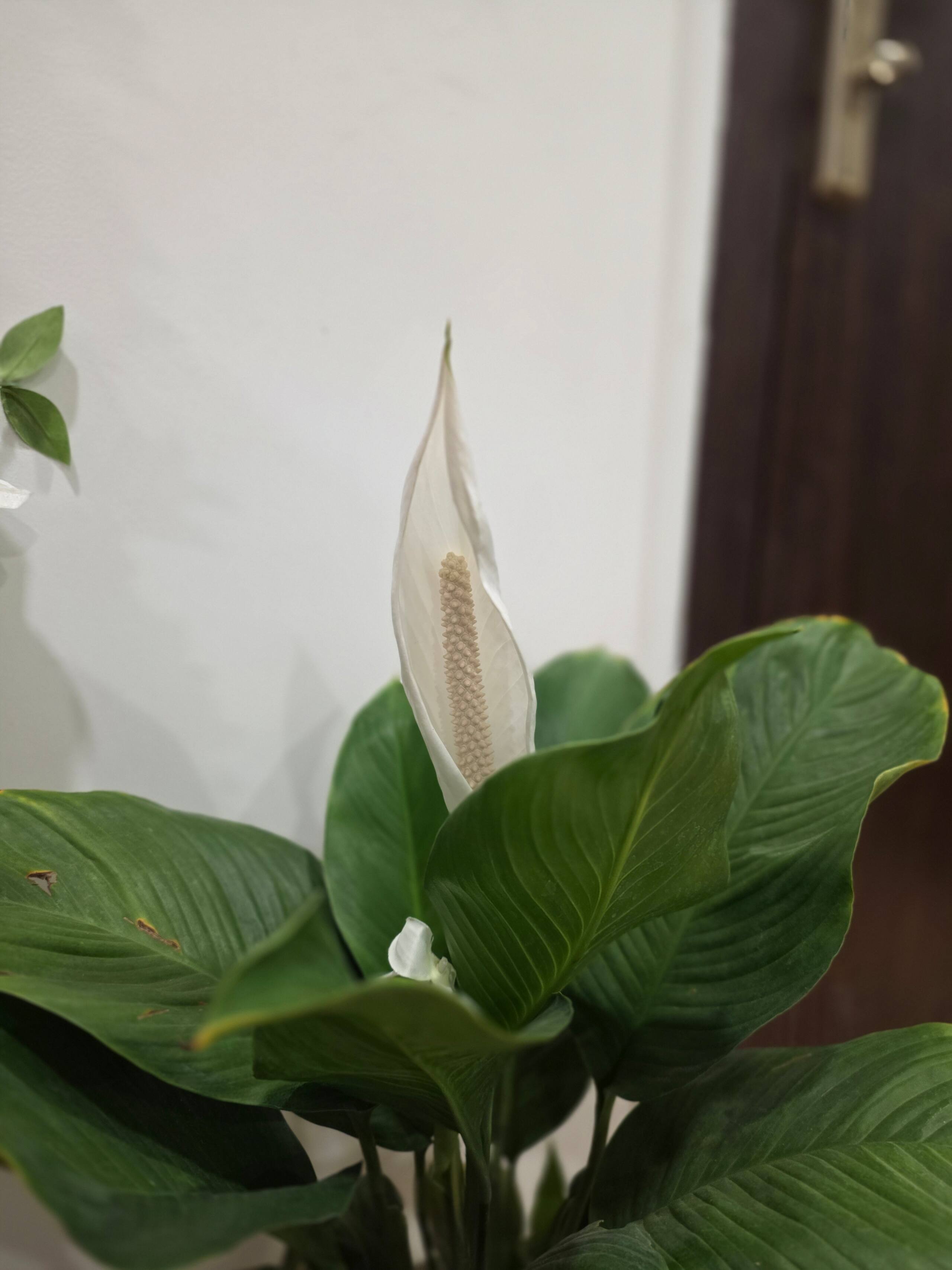 Casa Sukunn|LUXURY 1BHK|Balcony|POOL|5 mins to the BEACH|GYM 13
