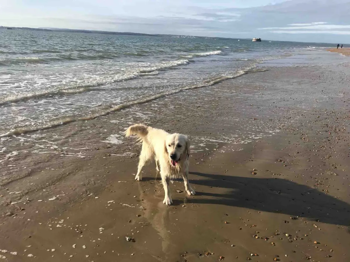 Beach at the end of road, Hall floor-parking & dog 11