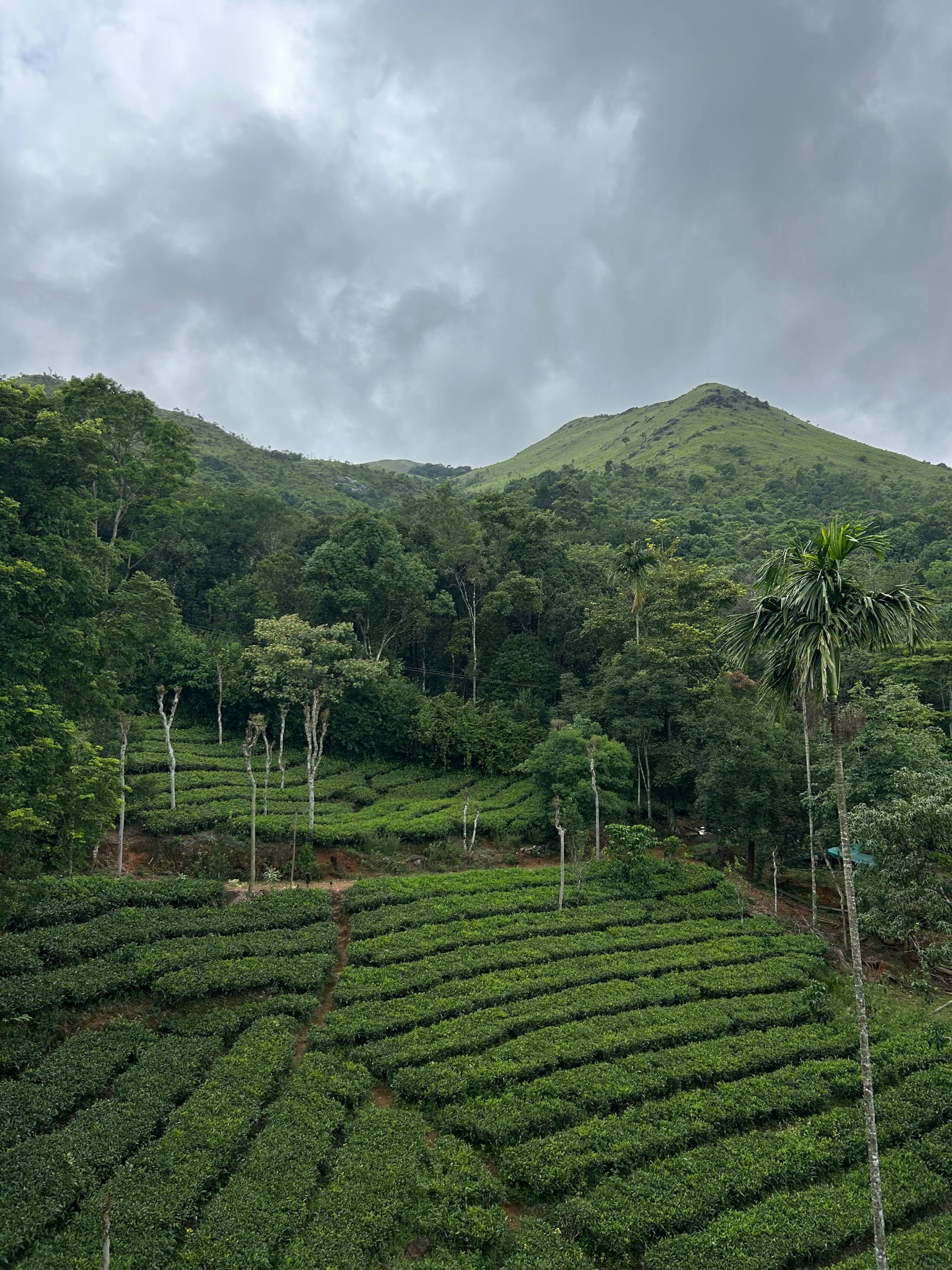 Private Hillside Stay | Tea Estate Views 20