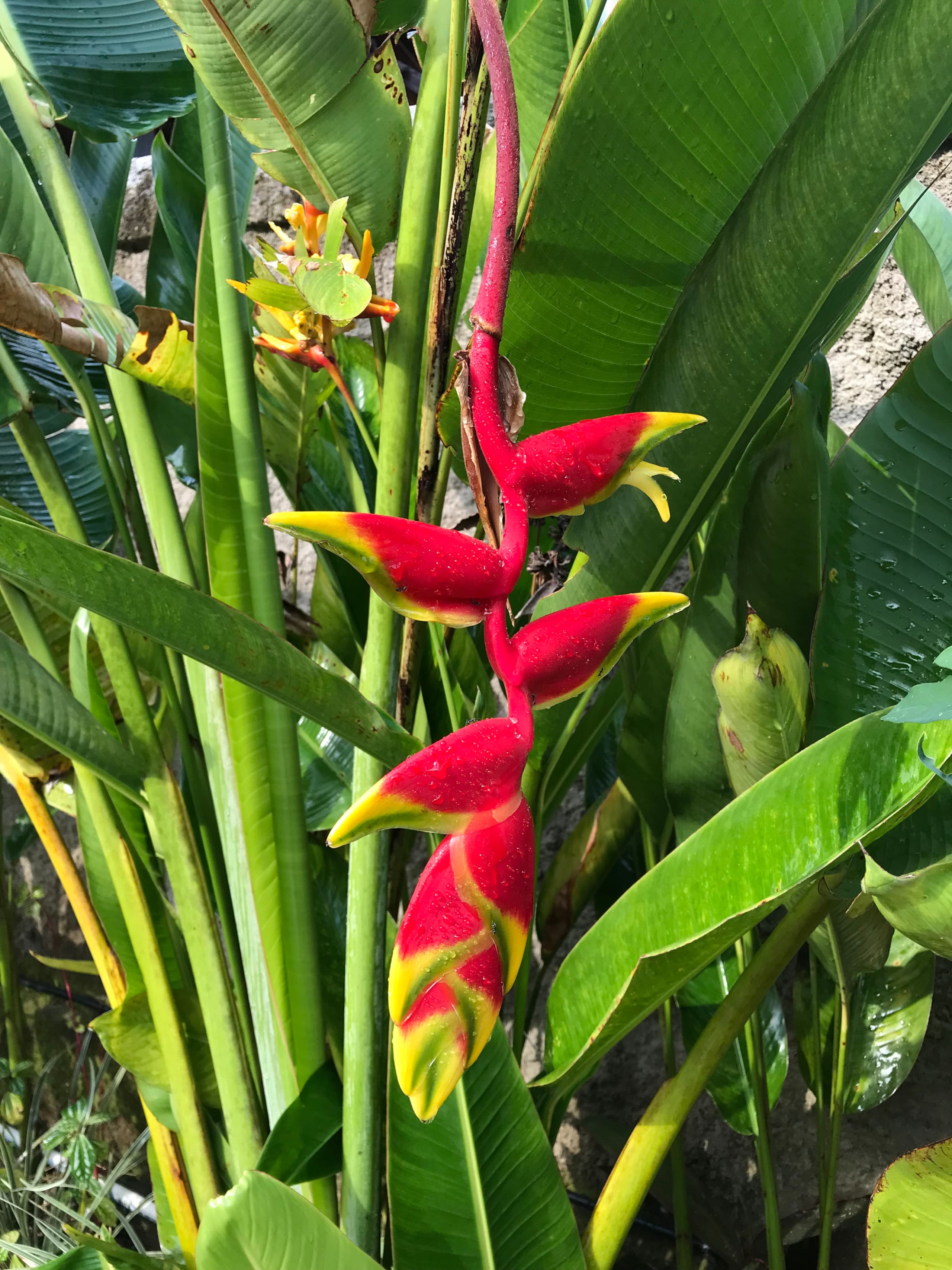 The Lili Garden 26