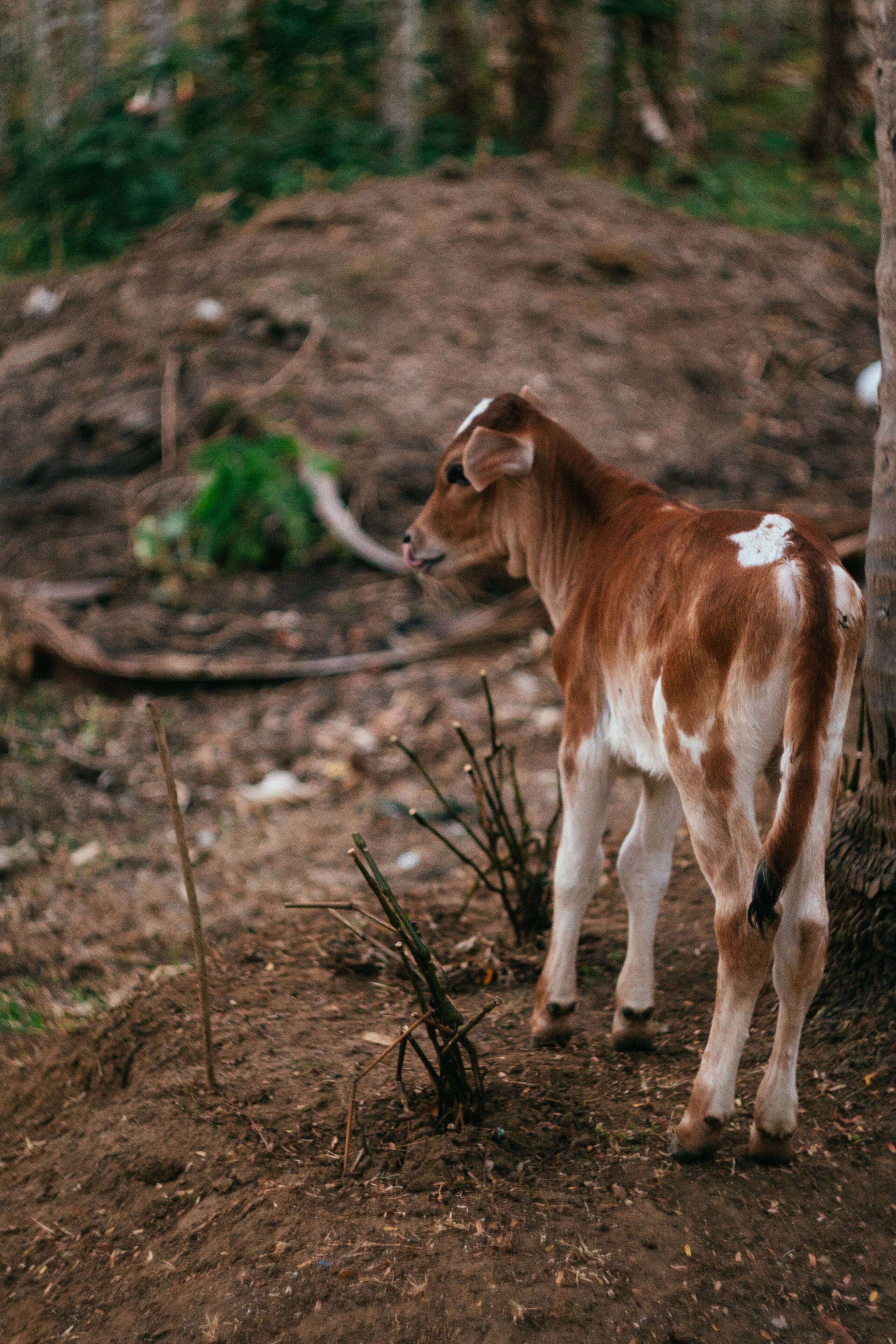 Maldare Days by Raho | Private Jungle Stay — photo 5