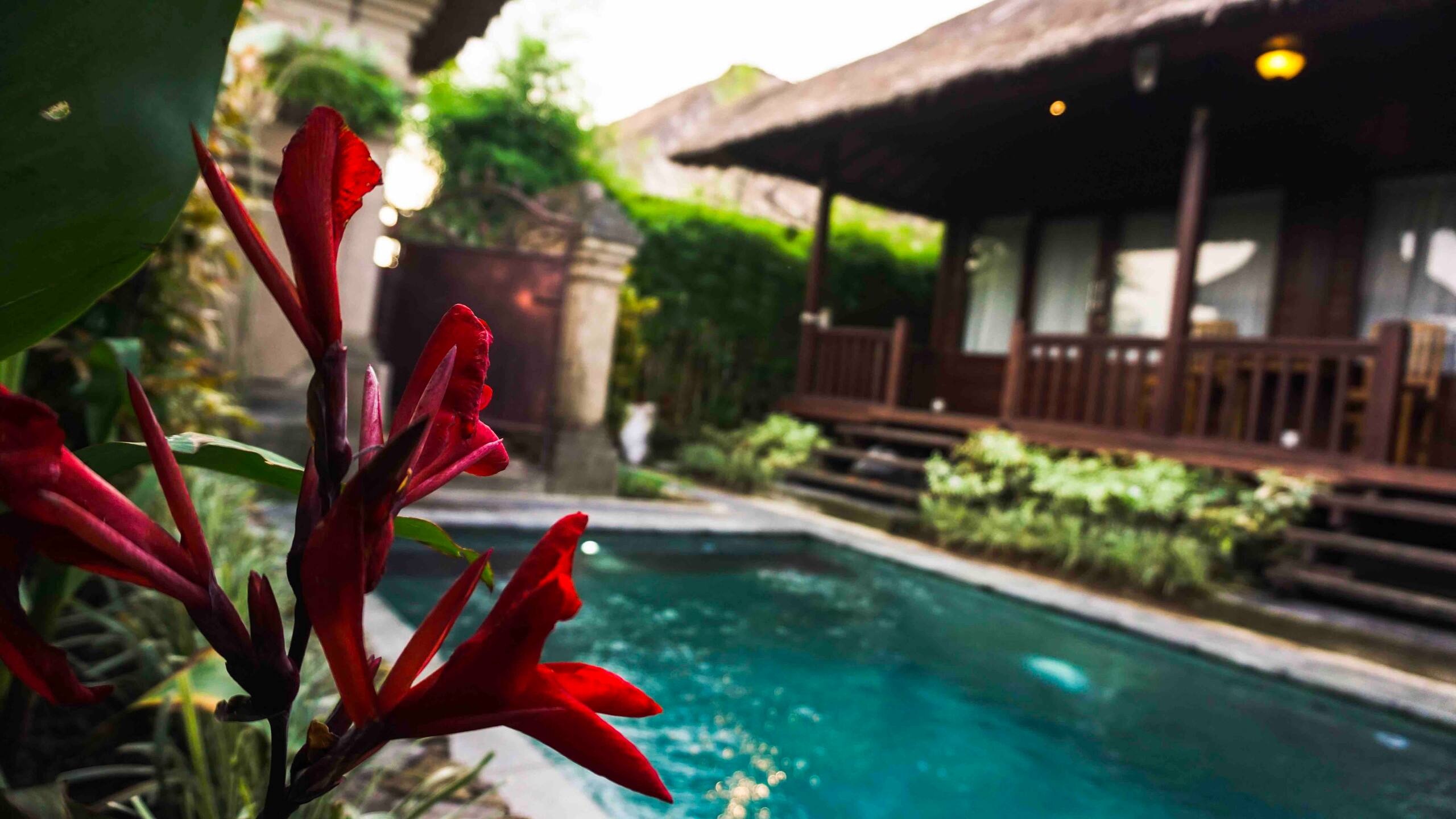 Pande House among rice field private Pool — photo 2