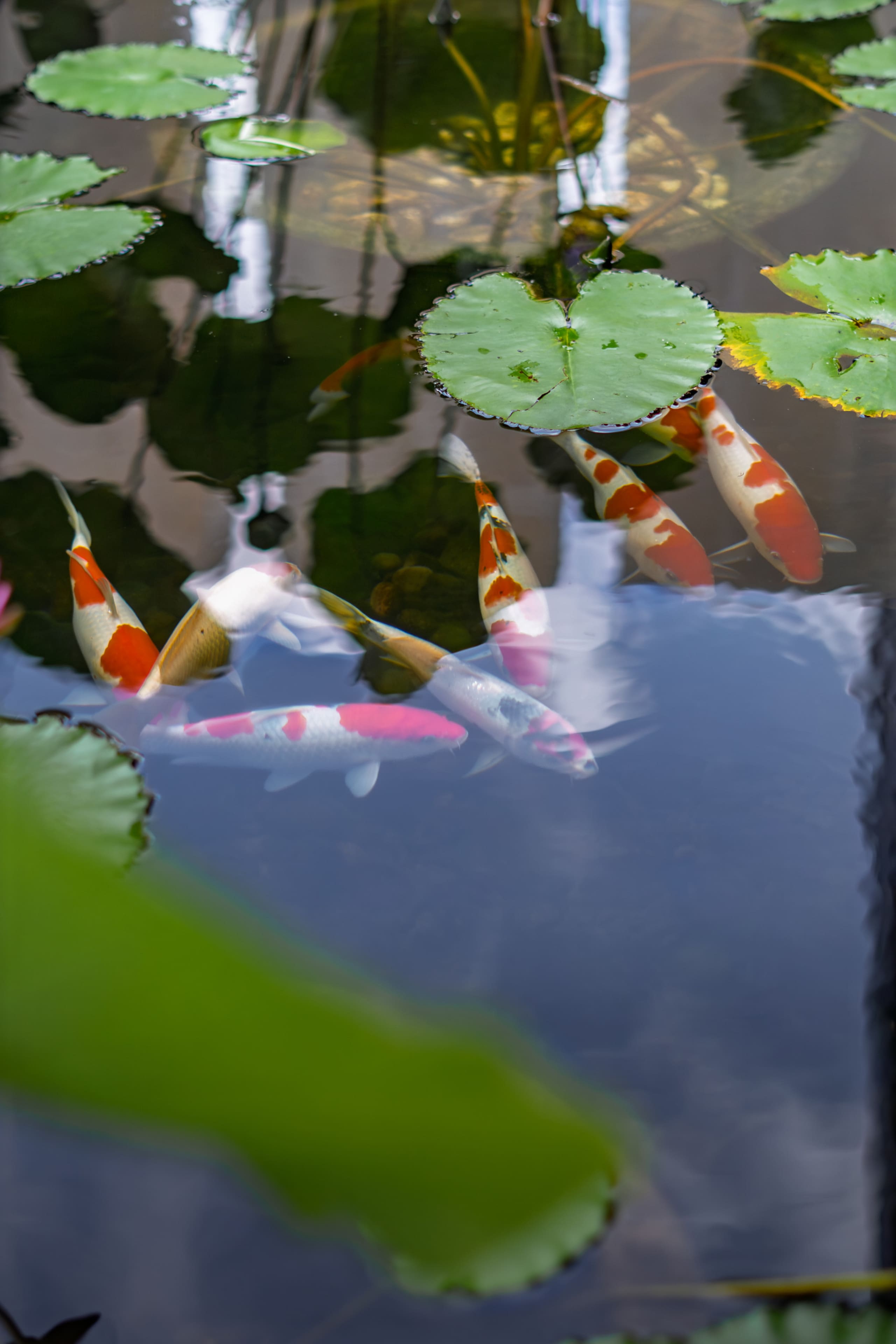 Villa Uma Rice 31