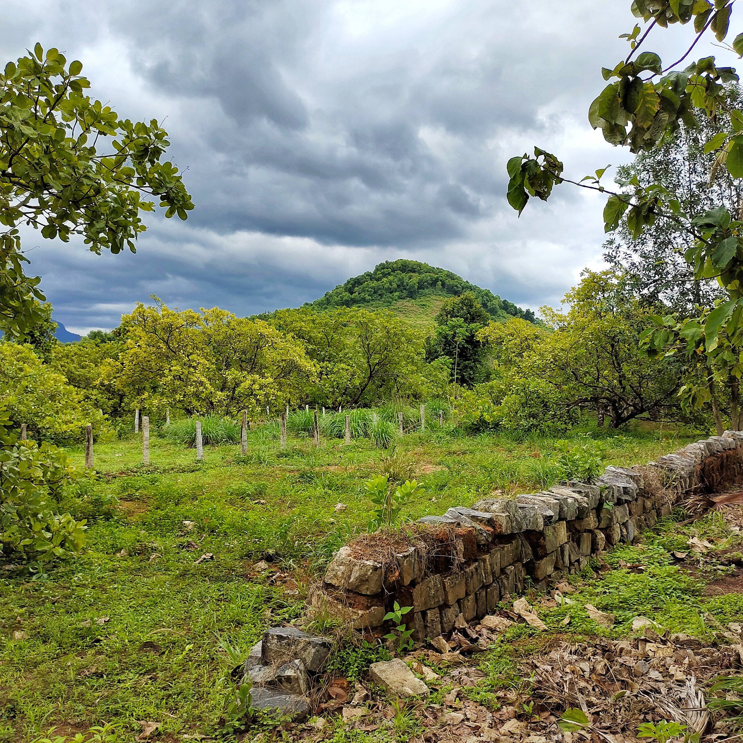 Whispering Woods Retreat & Pool -Kalavady Farmstay 17