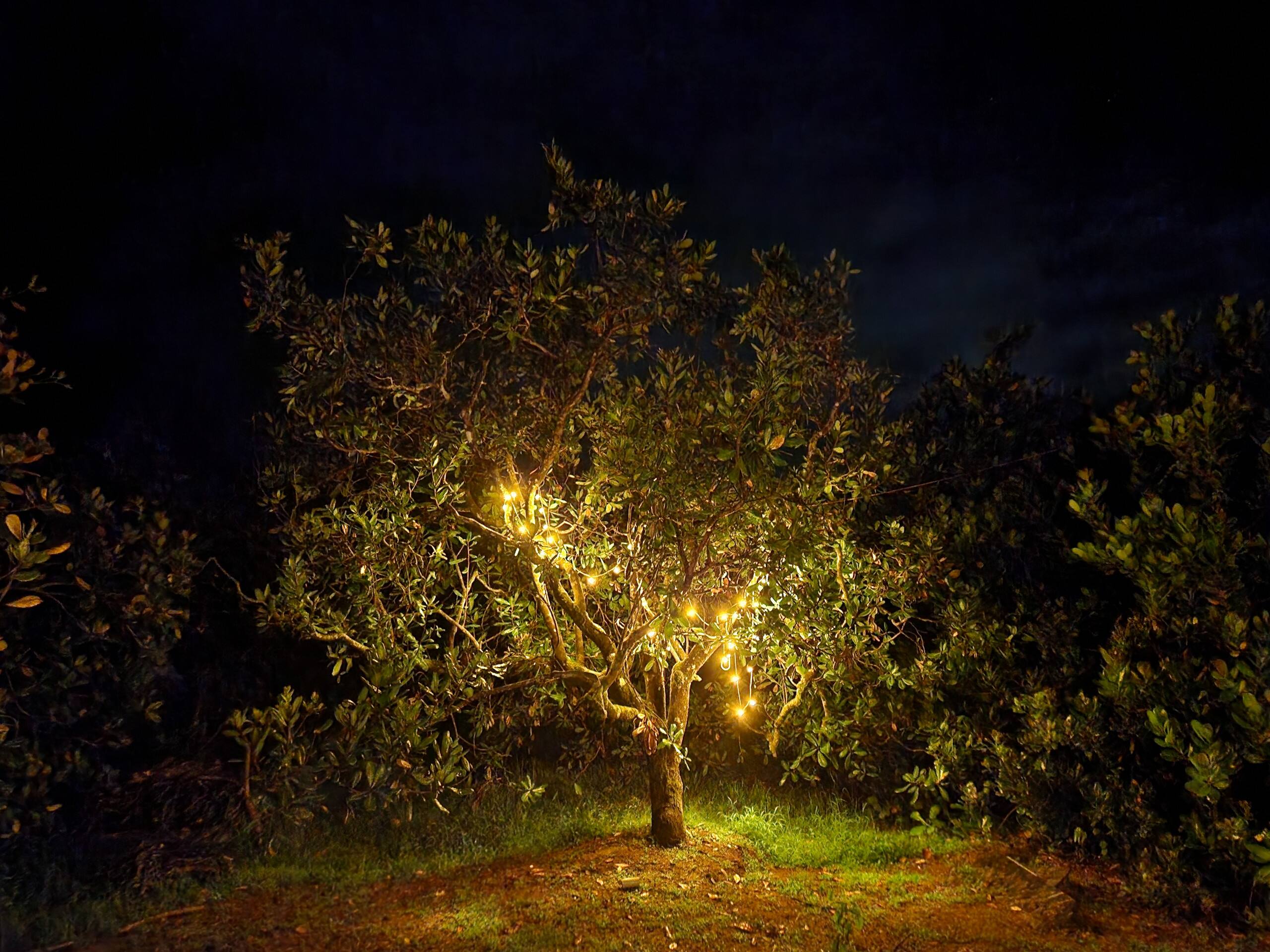 Whispering Woods Retreat & Pool -Kalavady Farmstay 11