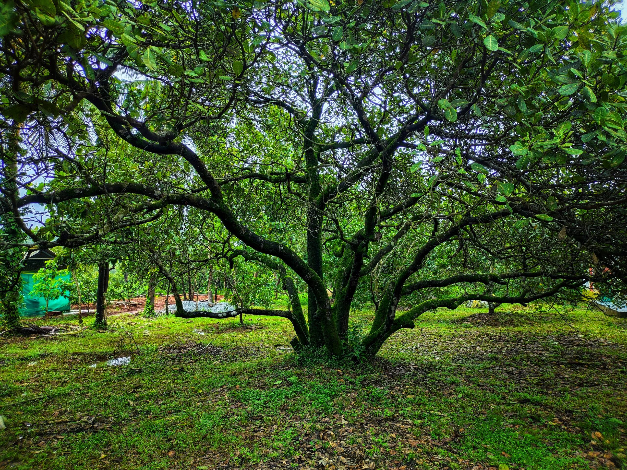 Whispering Woods Retreat & Pool -Kalavady Farmstay 26
