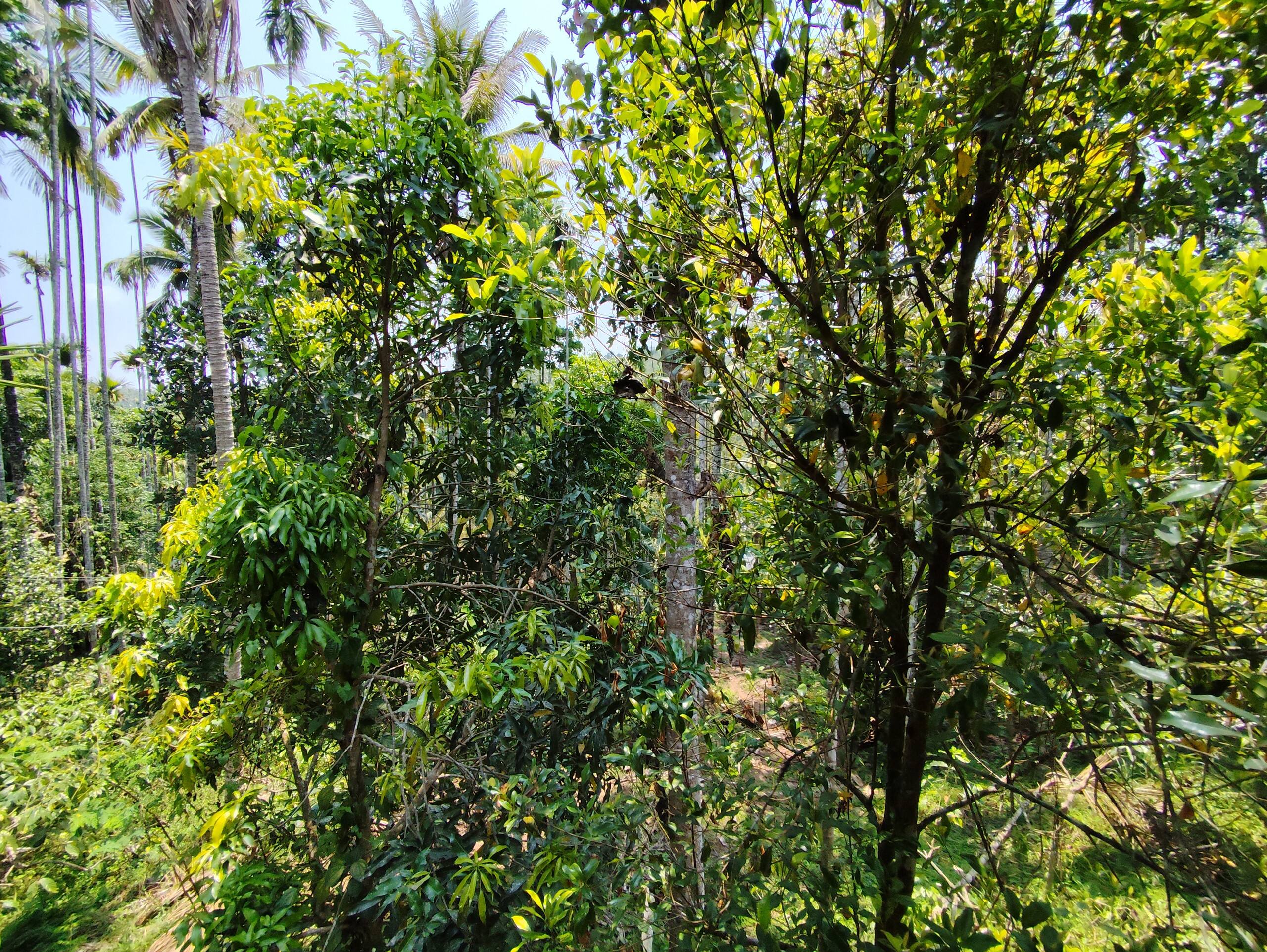 Spice Clove Villa Wayanad | Nature + Comfort: 1BHK 15