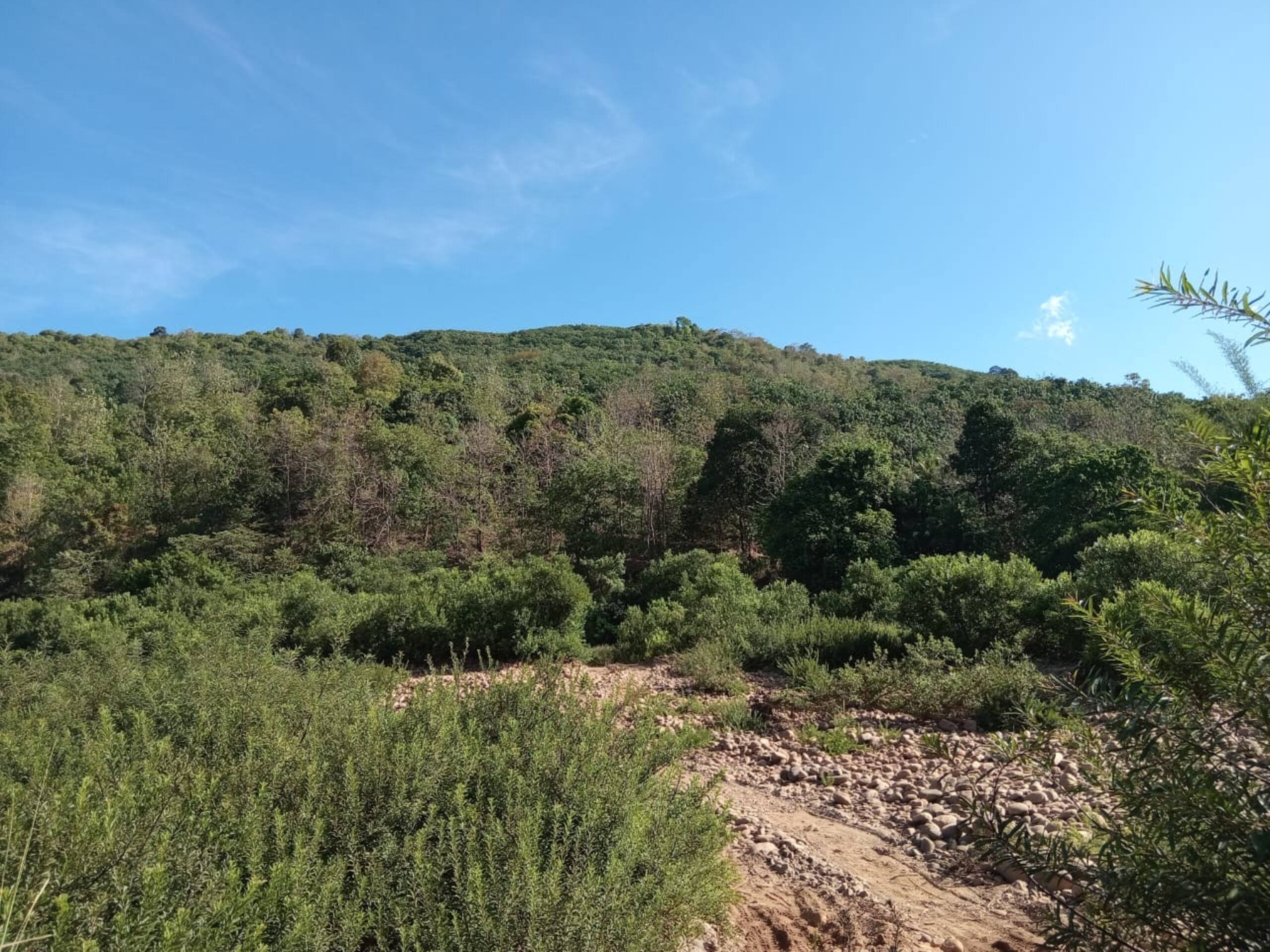 Warumala hides 13