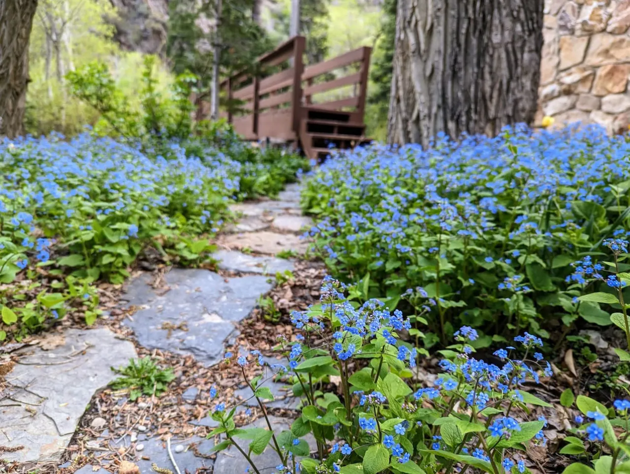 Cabin on Big Cottonwood River 12