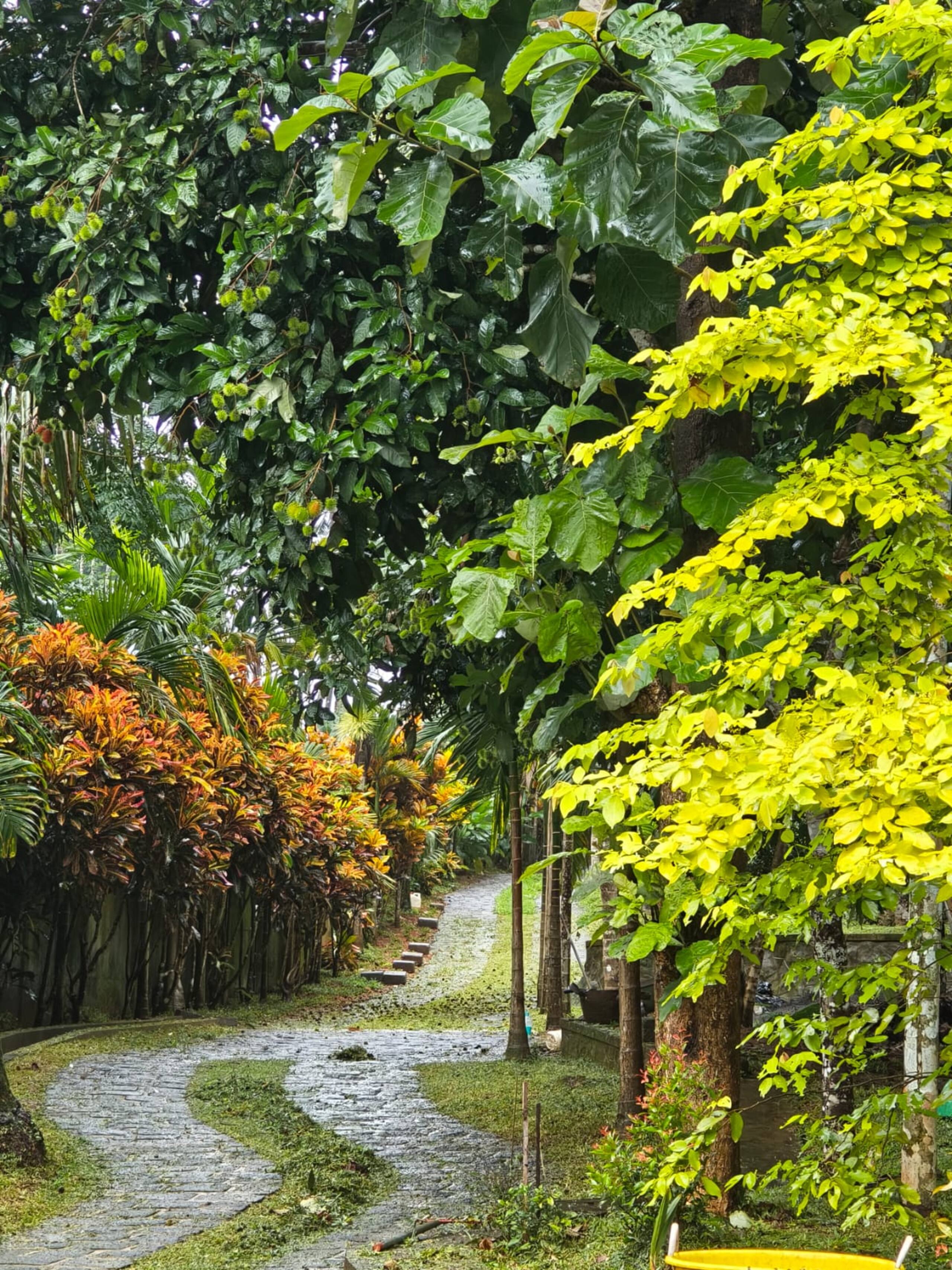 Nyra Thottam - Athirappilly 2
