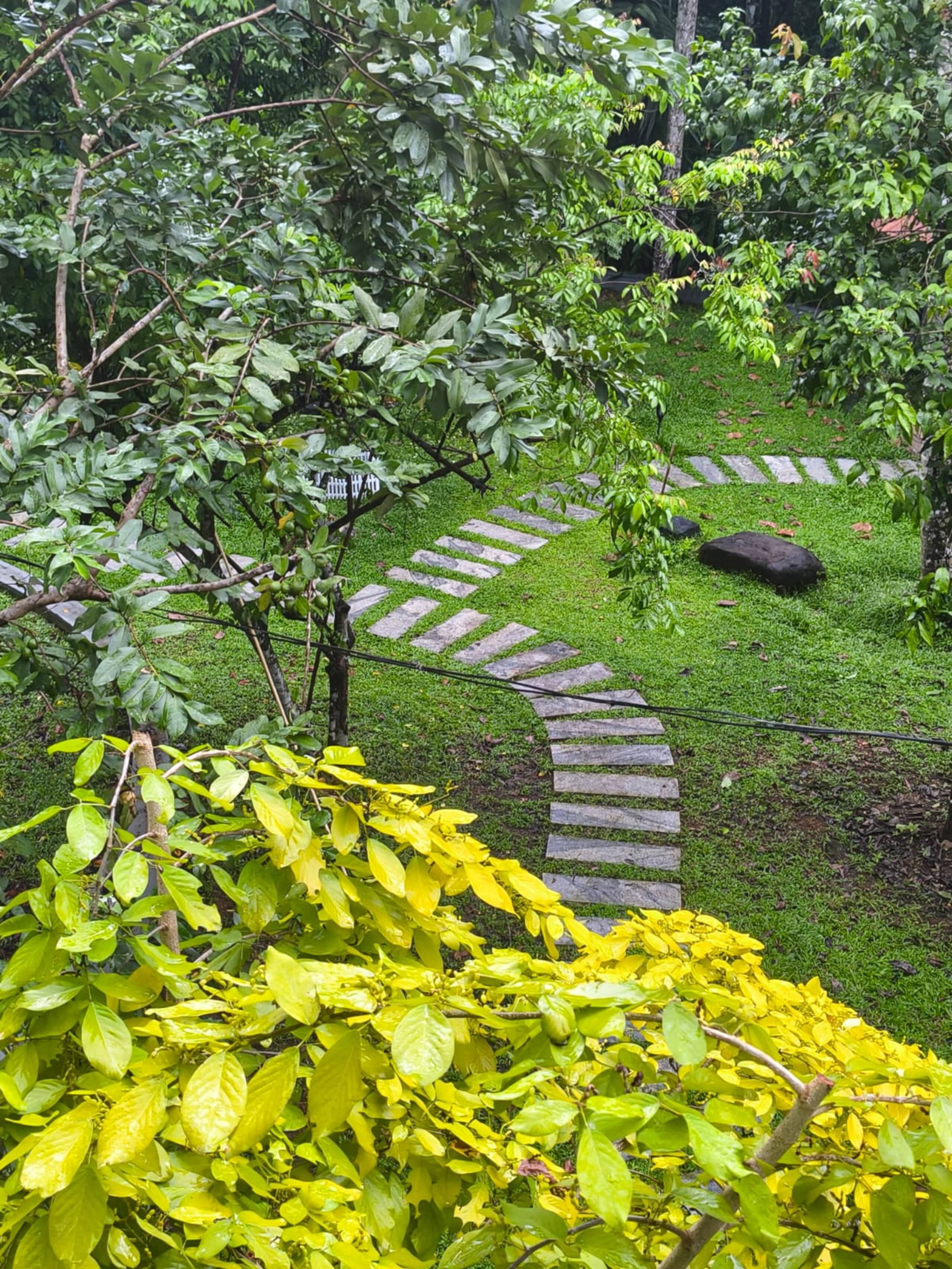 Nyra Thottam - Athirappilly 6